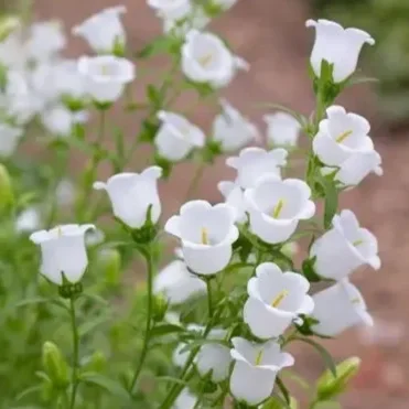 Campanula Champion ll 210 tray