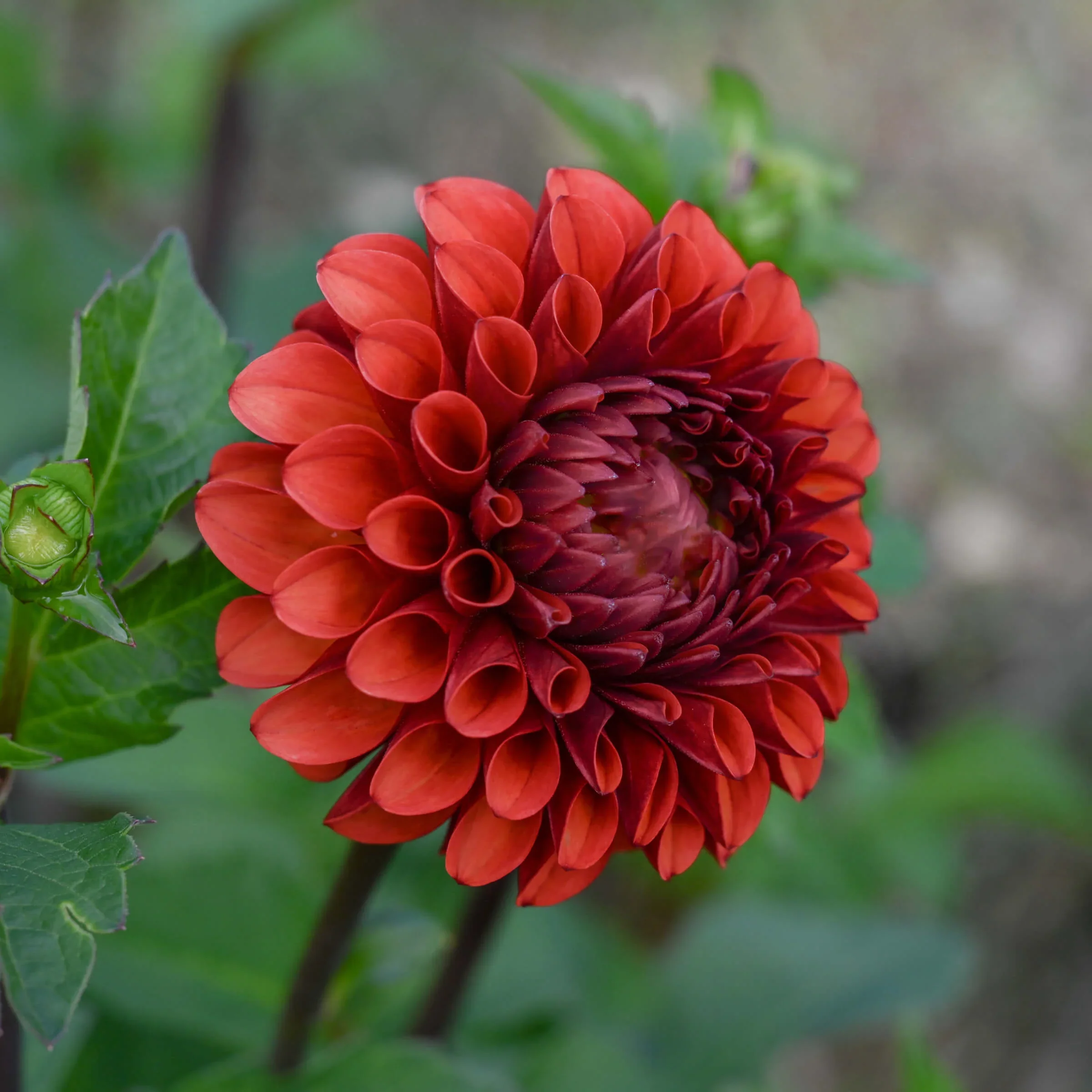 0557_Brown_Sugar.webp