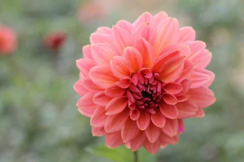 connecticut-coral.webp