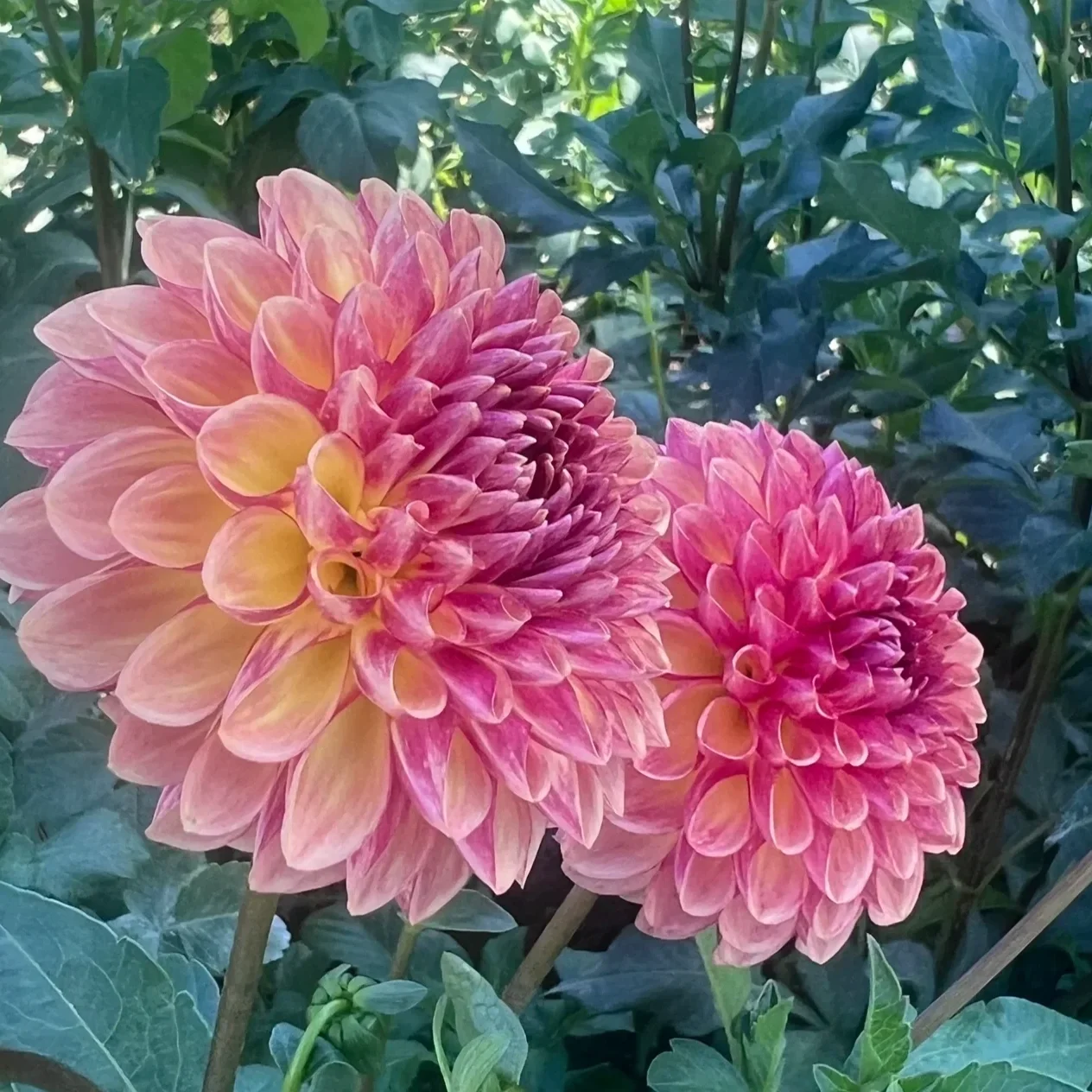 Coseytown Bounty Dahlia Tuber