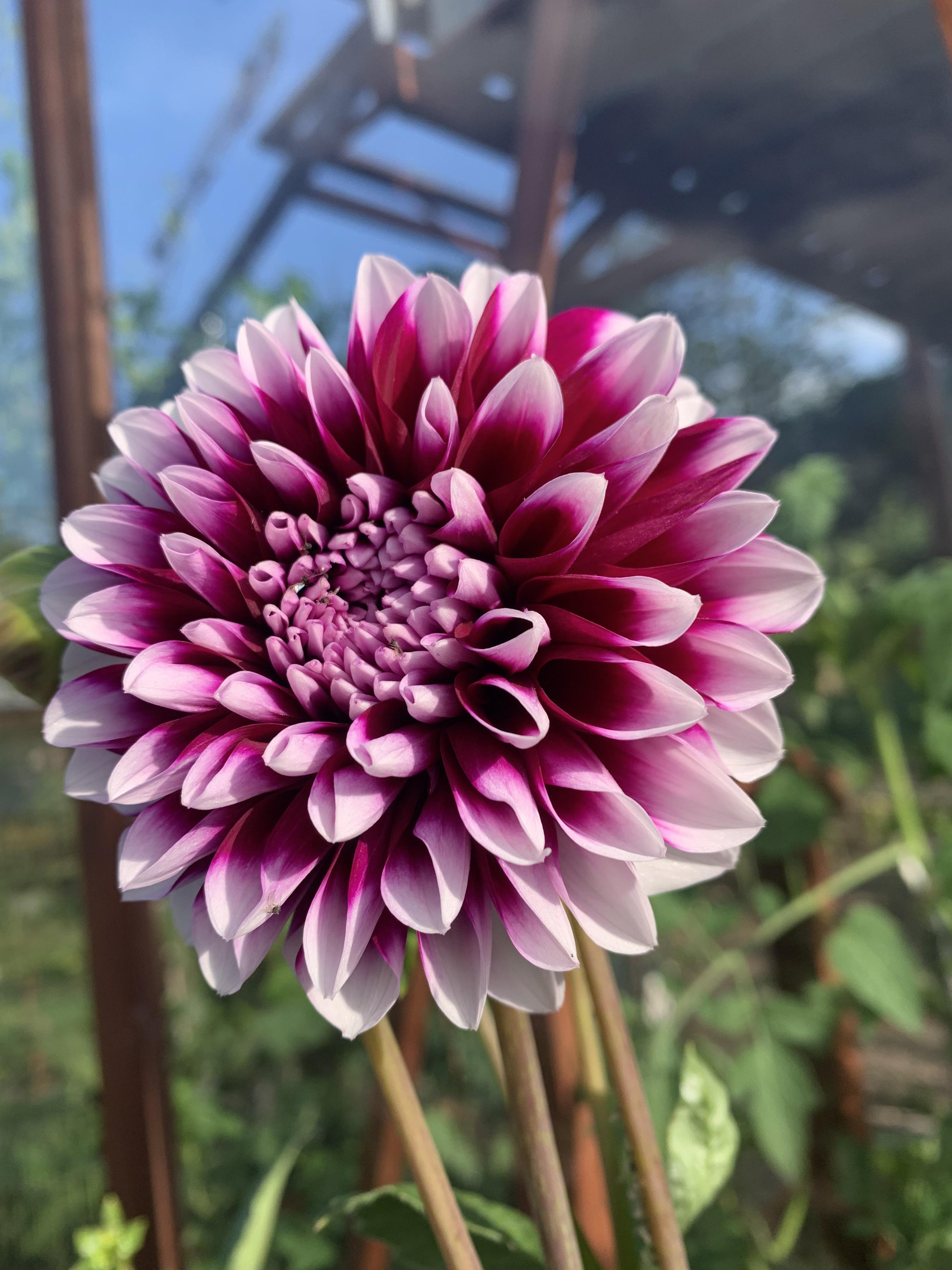 Edinburgh Dahlia Tuber