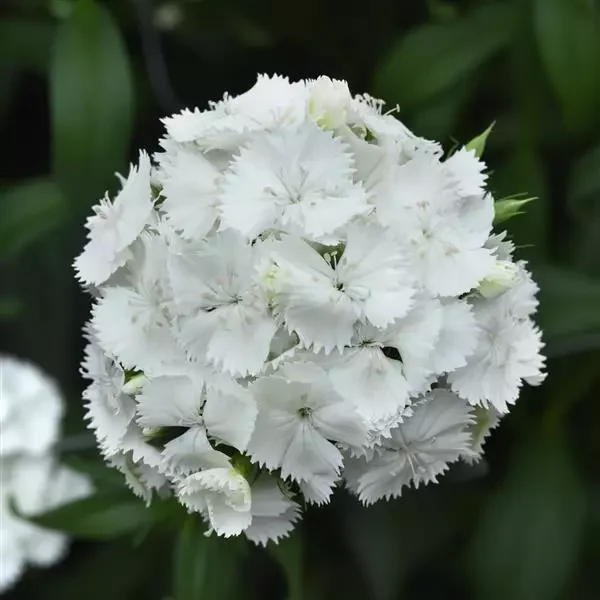 whitedianthus.webp