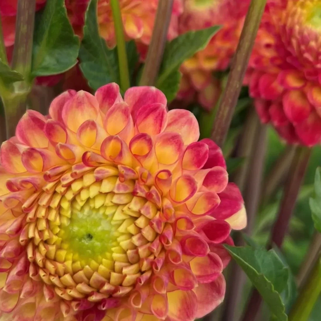 Snoho Doris Dahlia Tuber