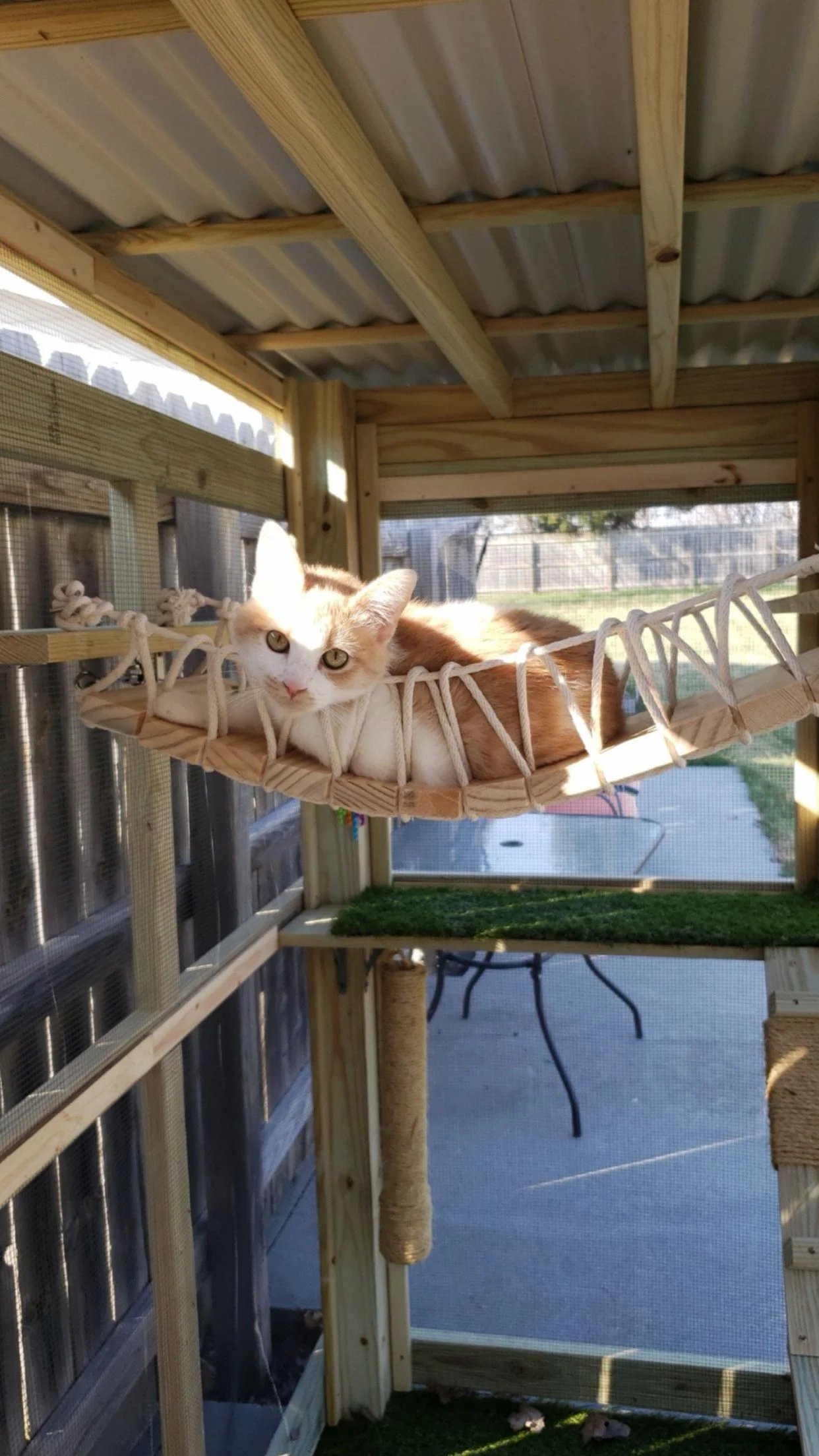 An orange and white cat lying on a rope bridge inside a wooden cat enclosure. The enclosure has a corrugated metal roof and window screens, with outdoor scenery in the background.