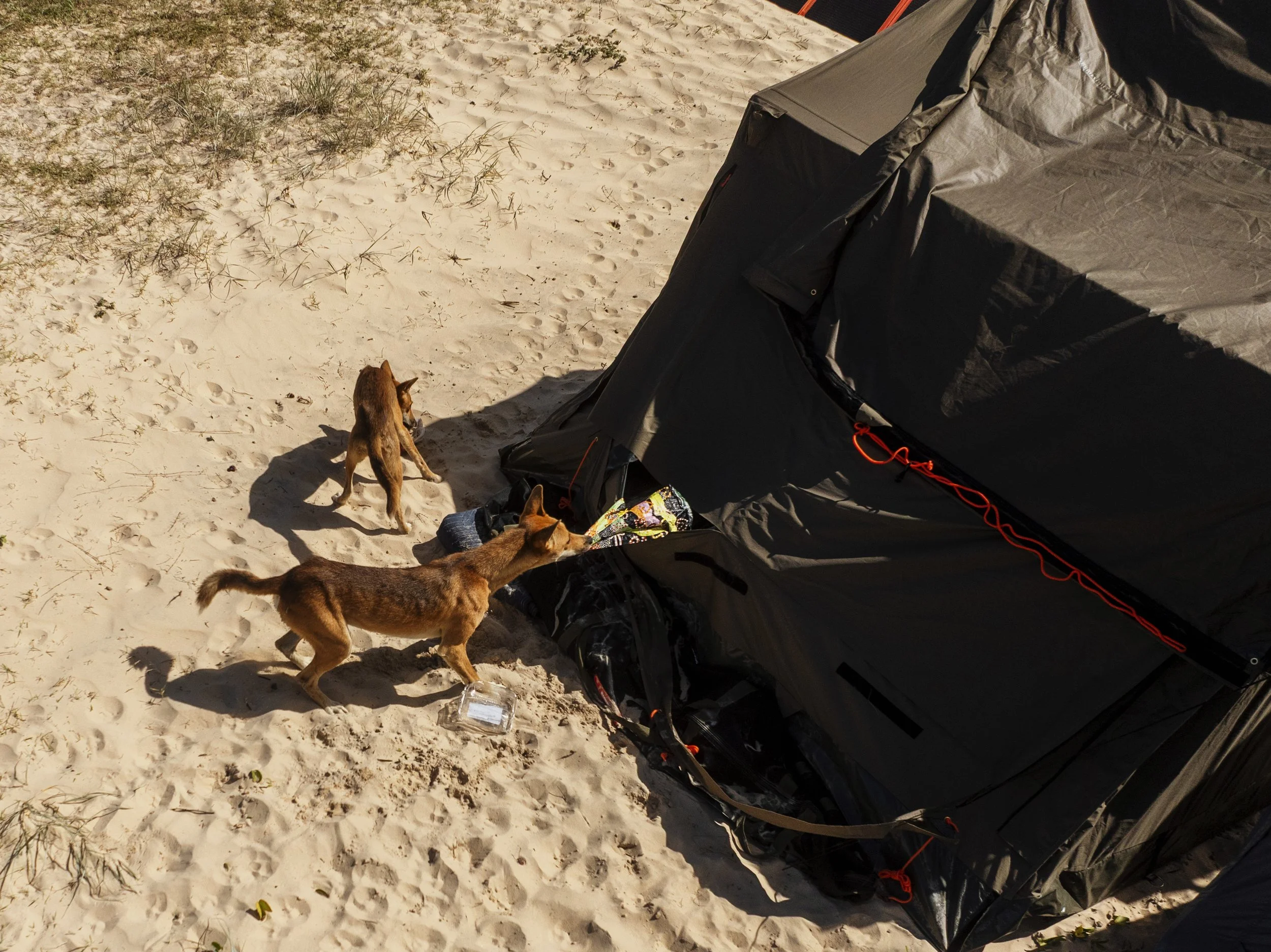 Why Dingoes Have Lost Their Fear on K’gari (Fraser Island)