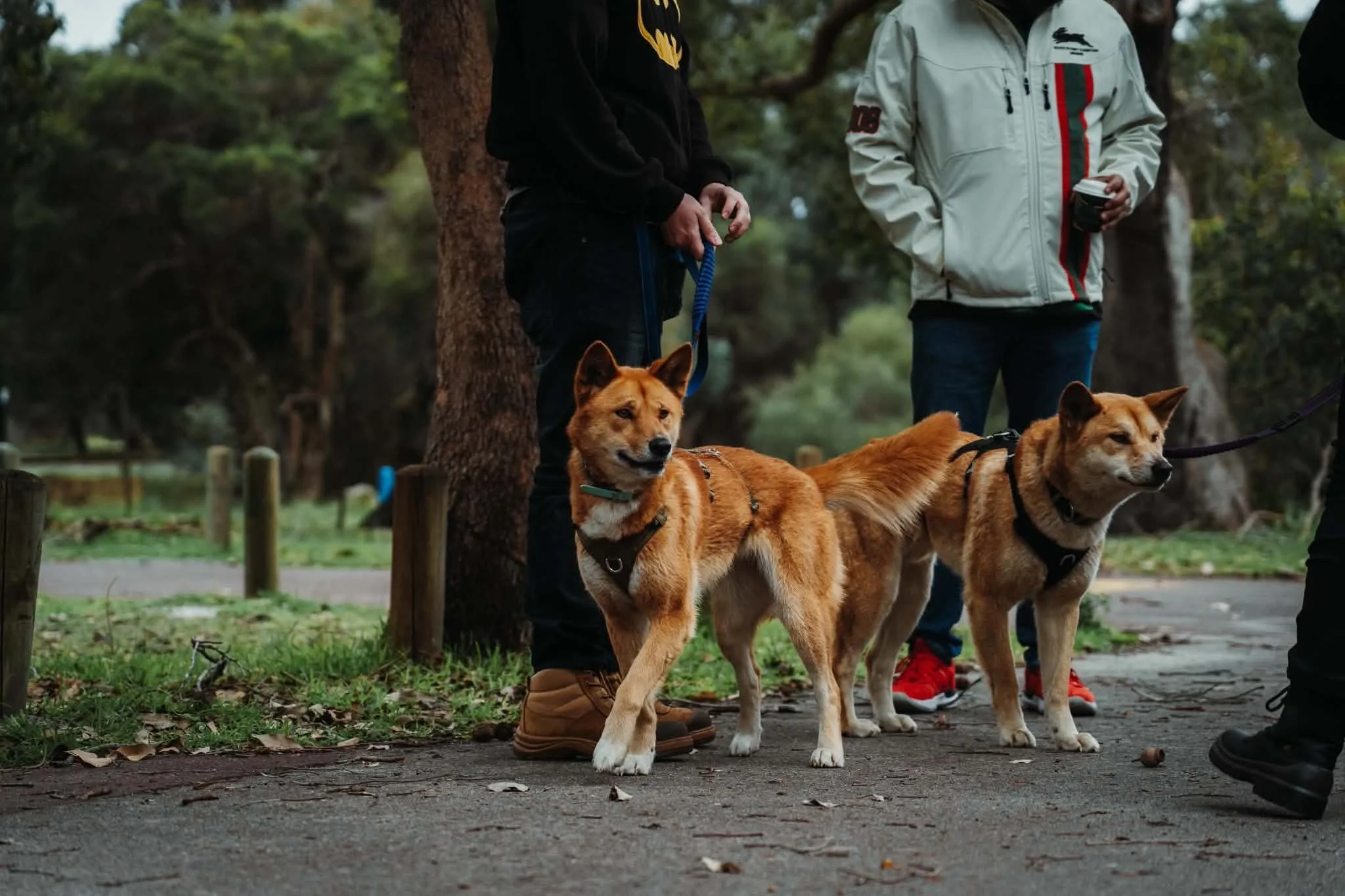 Meet The Panel - Who are Perth Dingo Rescue?