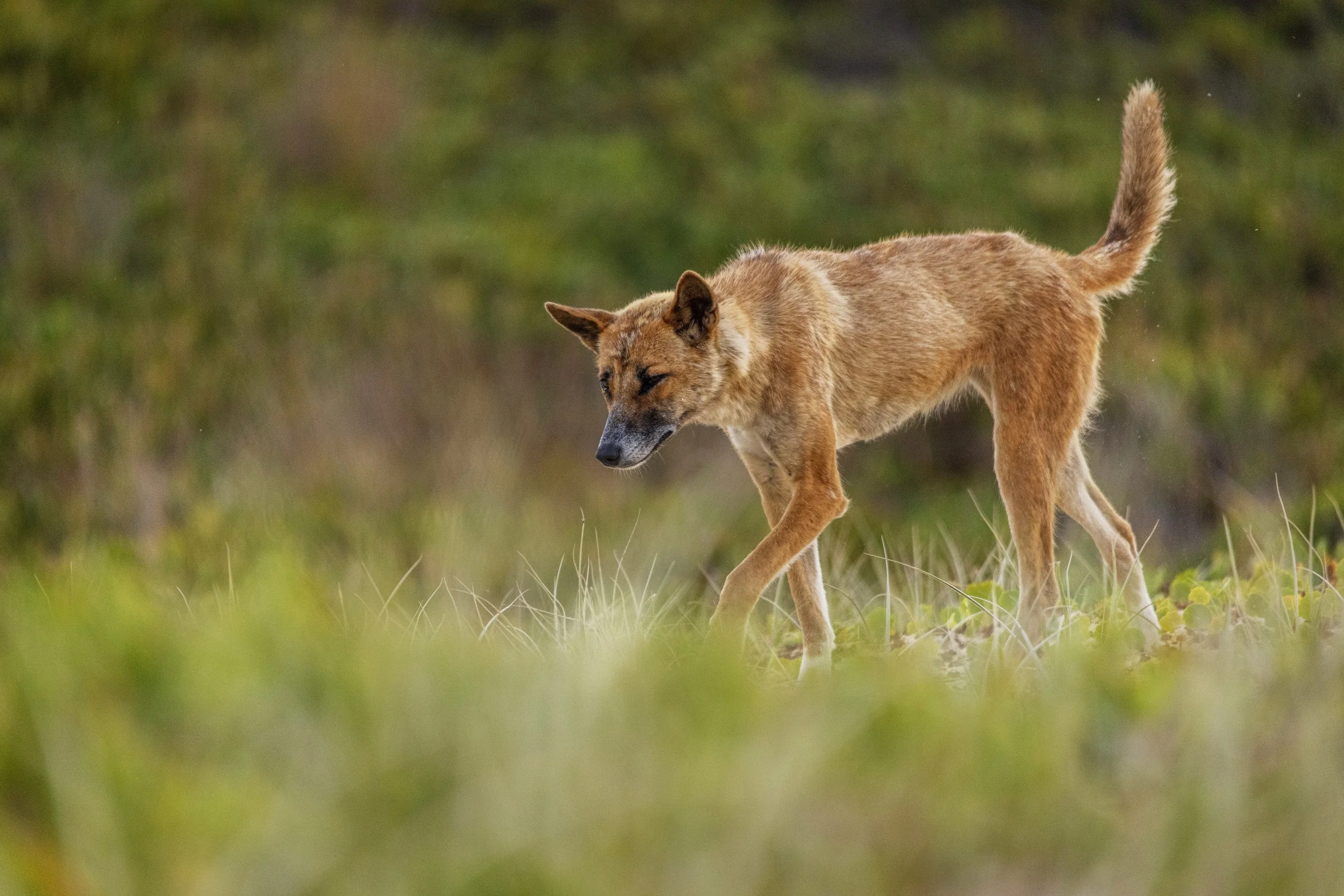 'Light as a Feather' Print
