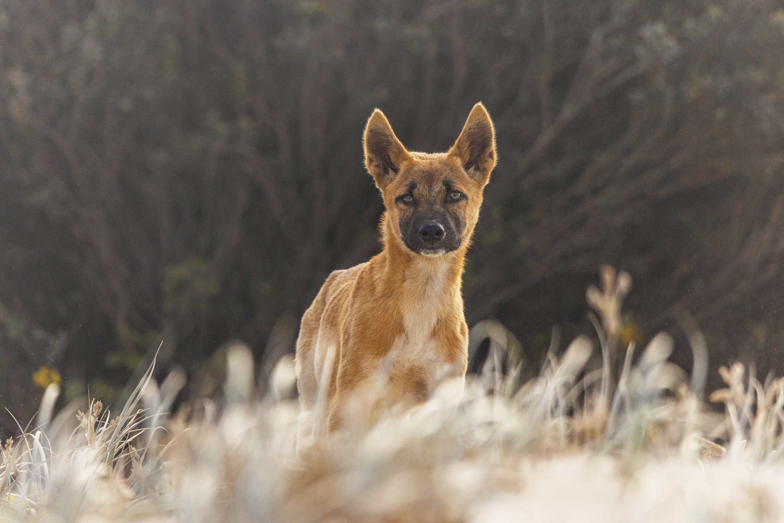 MyallLakes_Dingo_2 copy 2.jpg