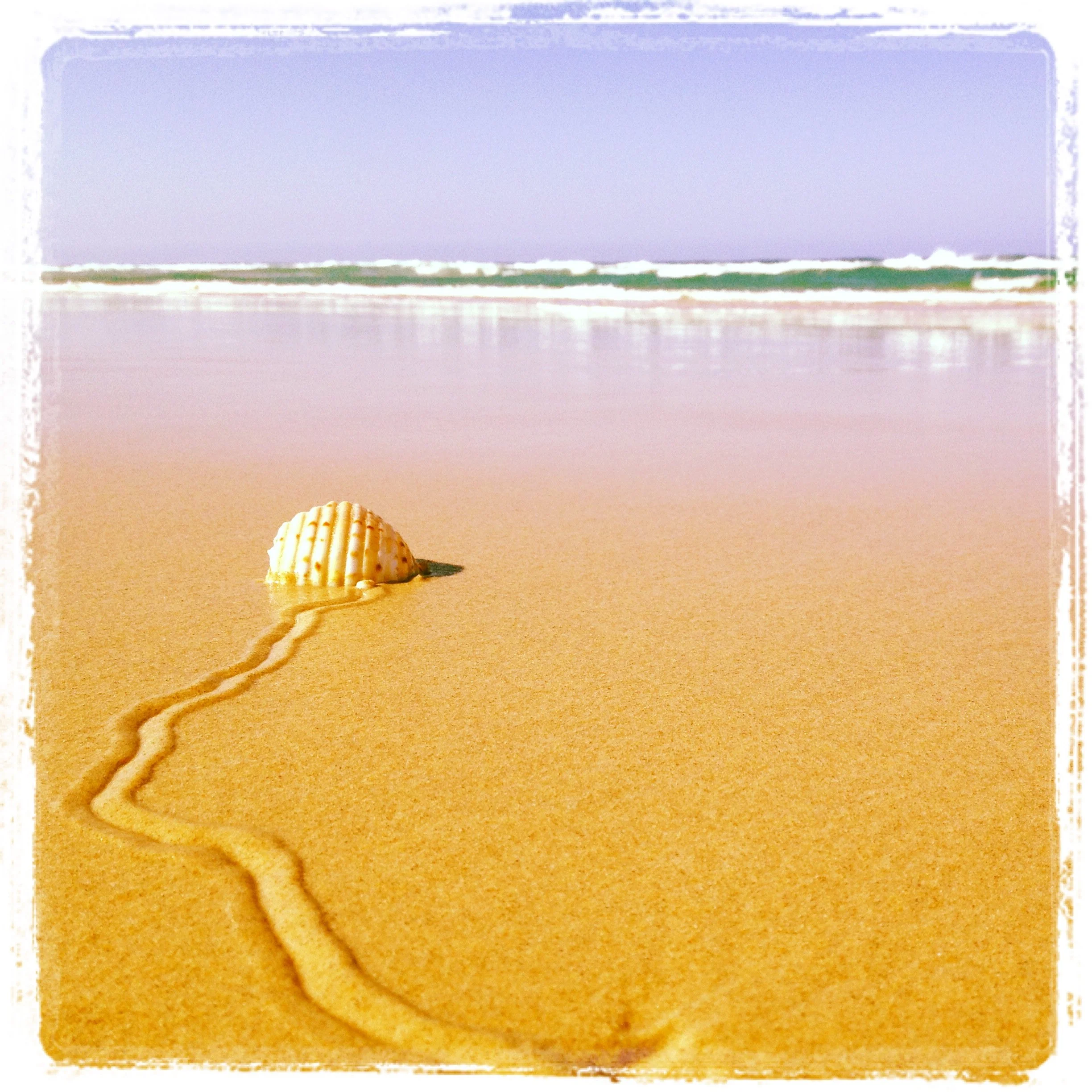 Shell resting on smooth sand as gentle waves approach, representing experiential nervous system reset and softening of protective patterns.