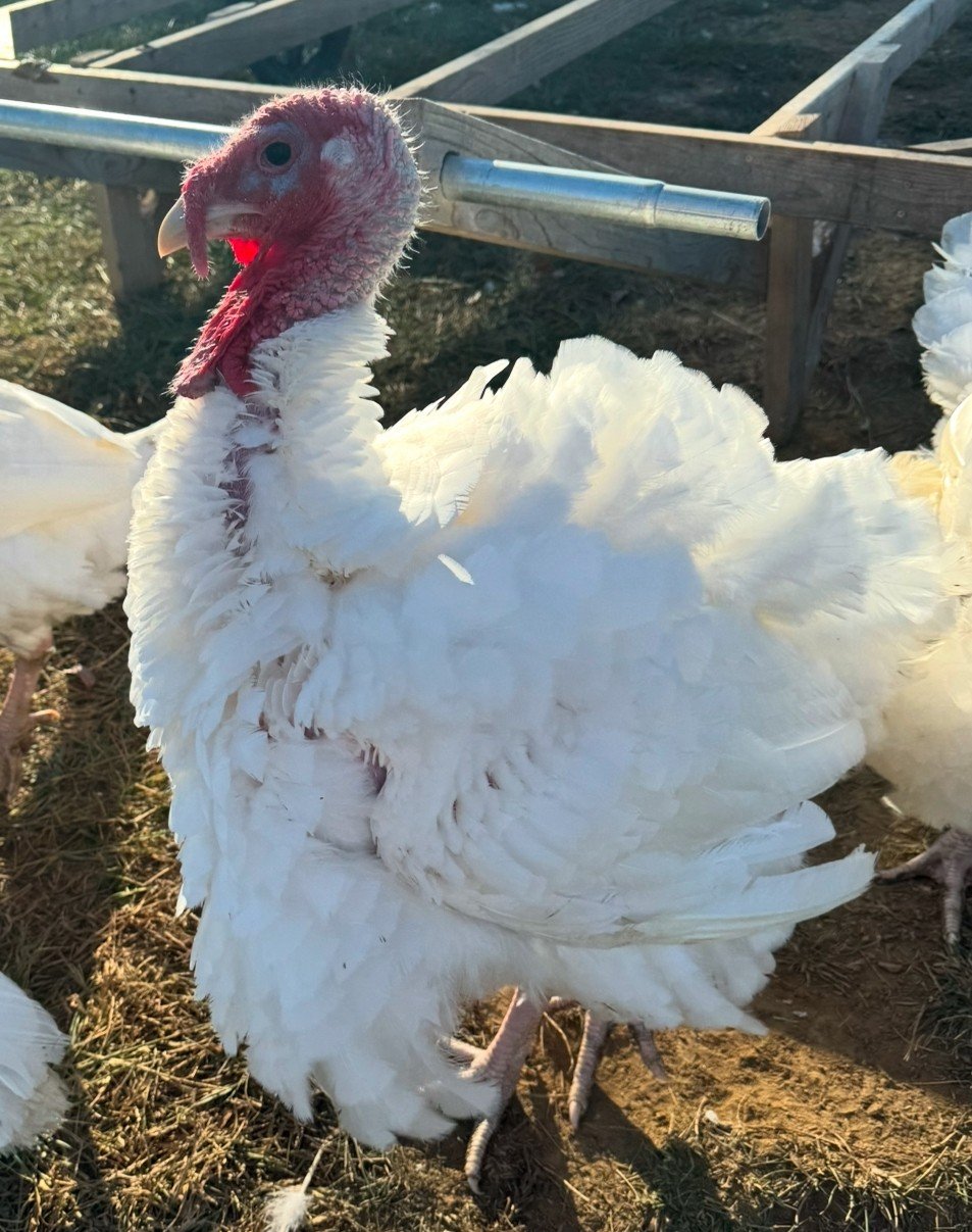 Pasture Raised Turkey Deposit- $30
