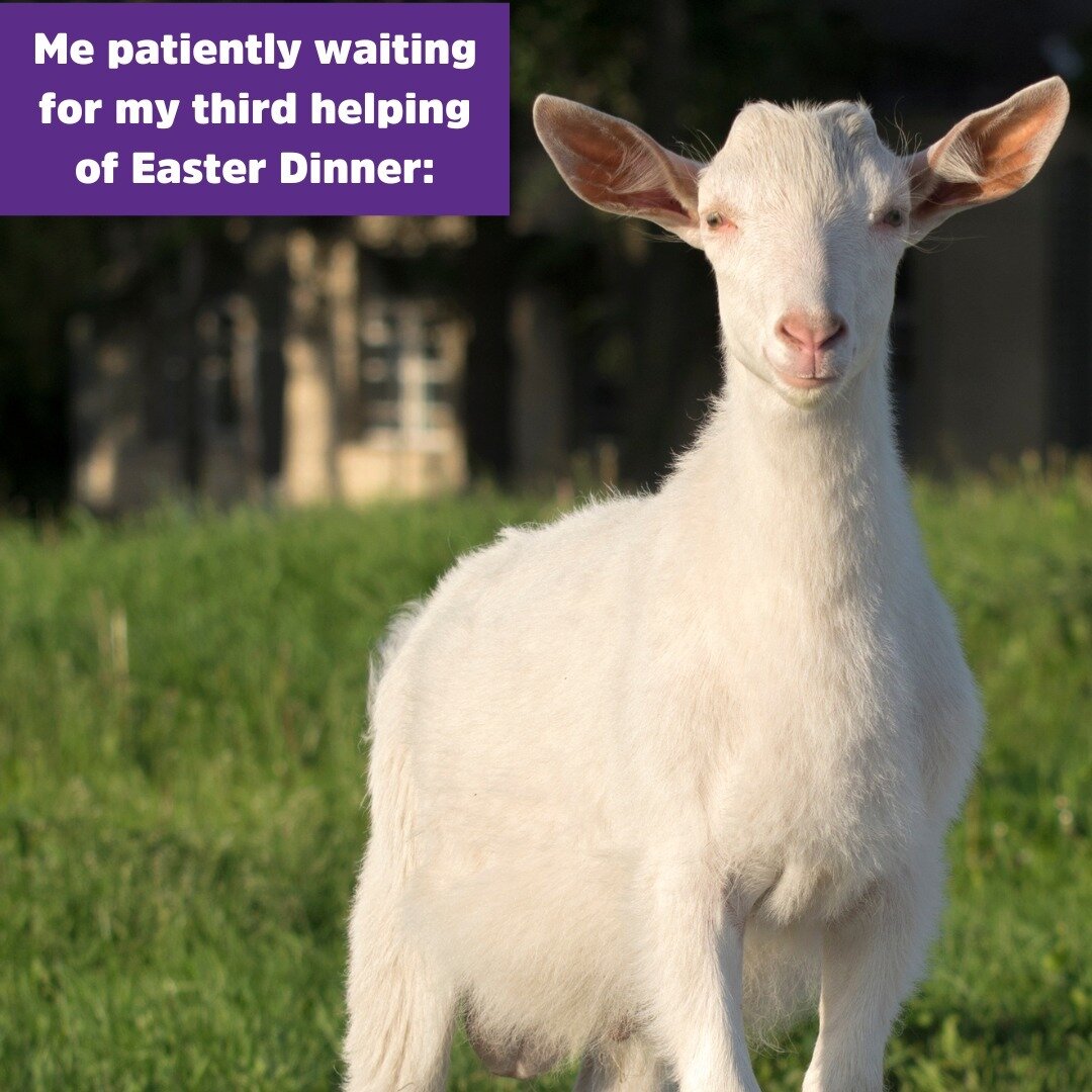 Caught on camera: me, the embodiment of patience, eagerly anticipating my third helping of Easter dinner! (Especially when it&rsquo;s made with goat milk)

Happy Easter! 
.
.
.
#HappyEaster #GoatMilk #CertifiedHumane #FindOurPurple #ThePurpleHerd