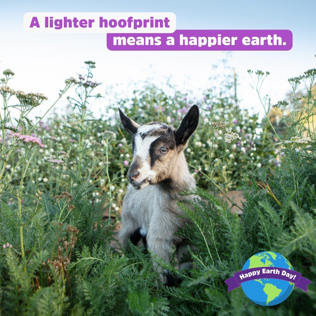 🌍 Happy Earth Day! 🌿 Let's talk sustainability. Did you know that goats leave a lighter ecological hoofprint compared to cows? 🐐💚

Goats are efficient grazers, requiring less land and producing less methane than cows. By choosing goat products li