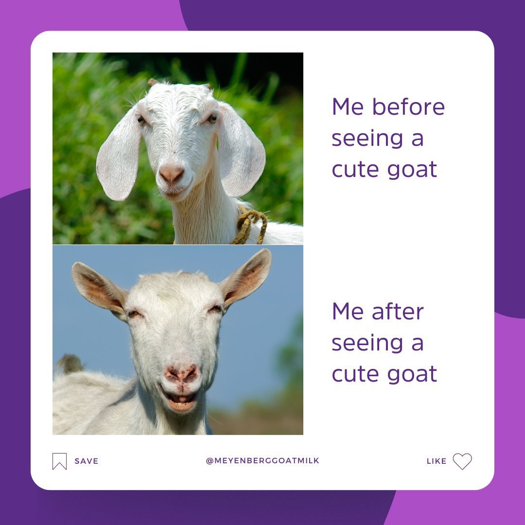 From grumpy to gleeful in the blink of an eye &ndash; all it takes is one look at a cute goat! 🥰🐐 

Embrace the power of goat cuteness and let it brighten your day. Double-tap if you agree! 
.
.
.
#Funny #Meme #Goat #GoatButter #GoatMilk #FindOurPu