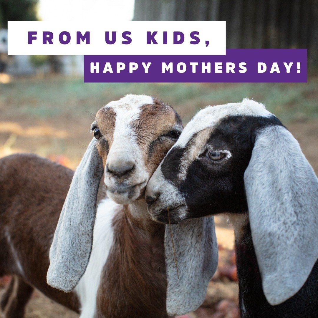 From us kids at Meyenberg, Happy Mother's Day! 

Your love and care make our world brighter every day. 🌷✨ 
.
.
.
#HappyMothersDay #GoatMilkGoodness #FindOurPurple #ThePurpleHerd