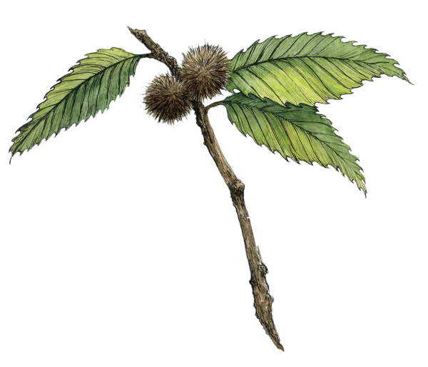 logo-thorpewood-white.png