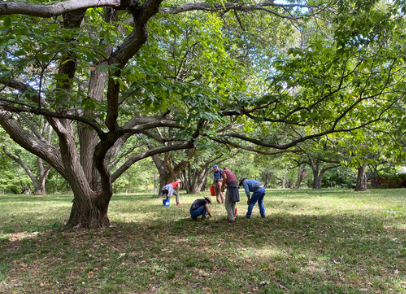 Planting a Nutty Future: How SilvoCulture Is Cultivating Resilience in the Mid-Atlantic