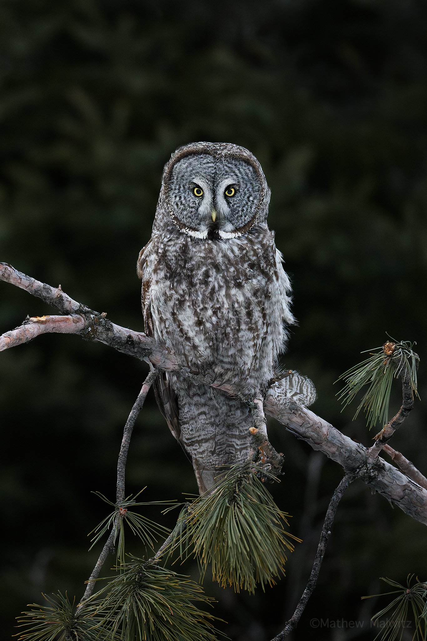 DSC_9245-Enhanced-NR-Edit copy.jpg