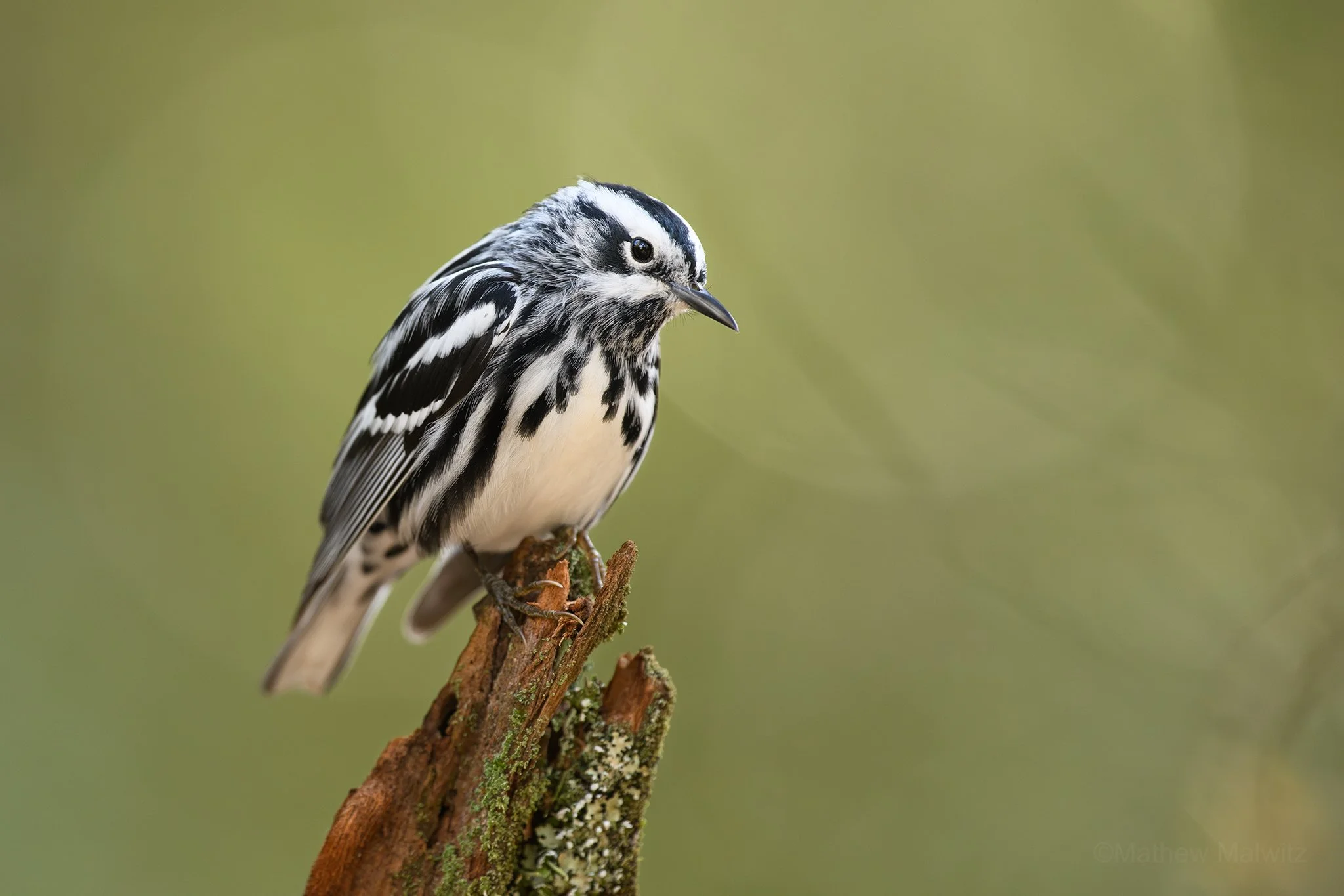 DSC_0829-Enhanced-NR-Edit copy.jpg