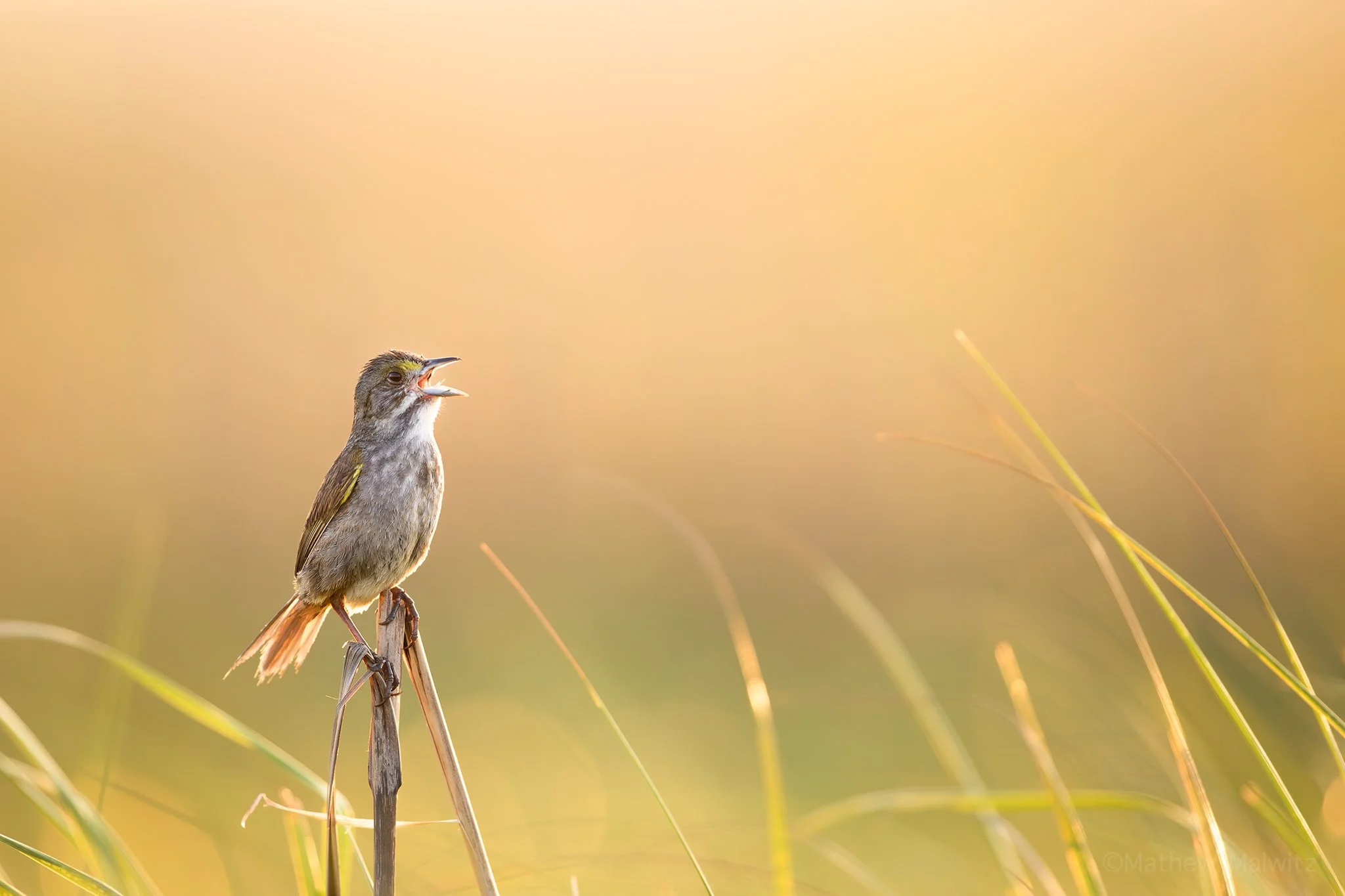 DZ9_5289-Enhanced-NR-Edit copy.jpg