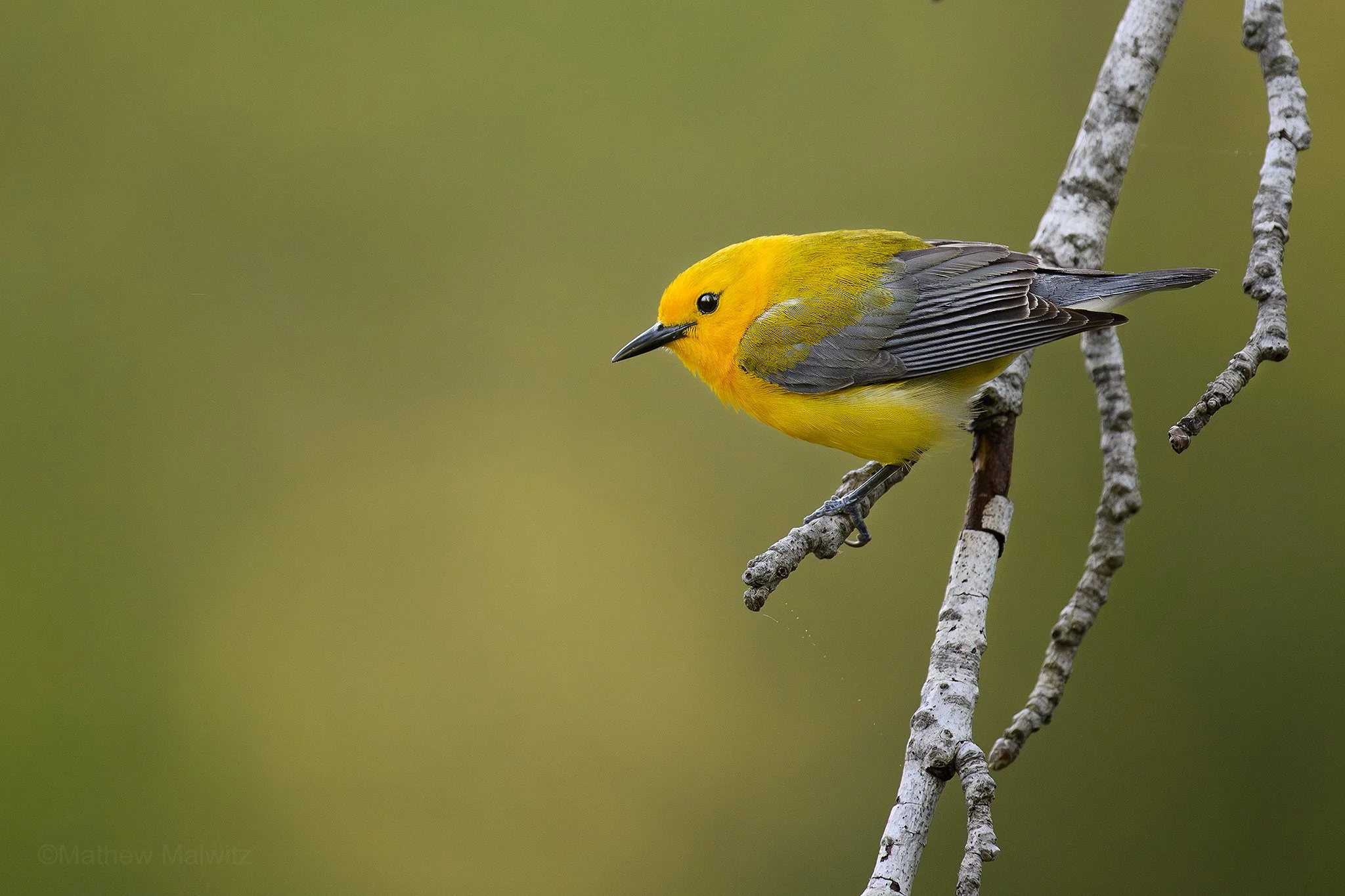 DZ9_3438-Enhanced-NR-Edit copy.jpg