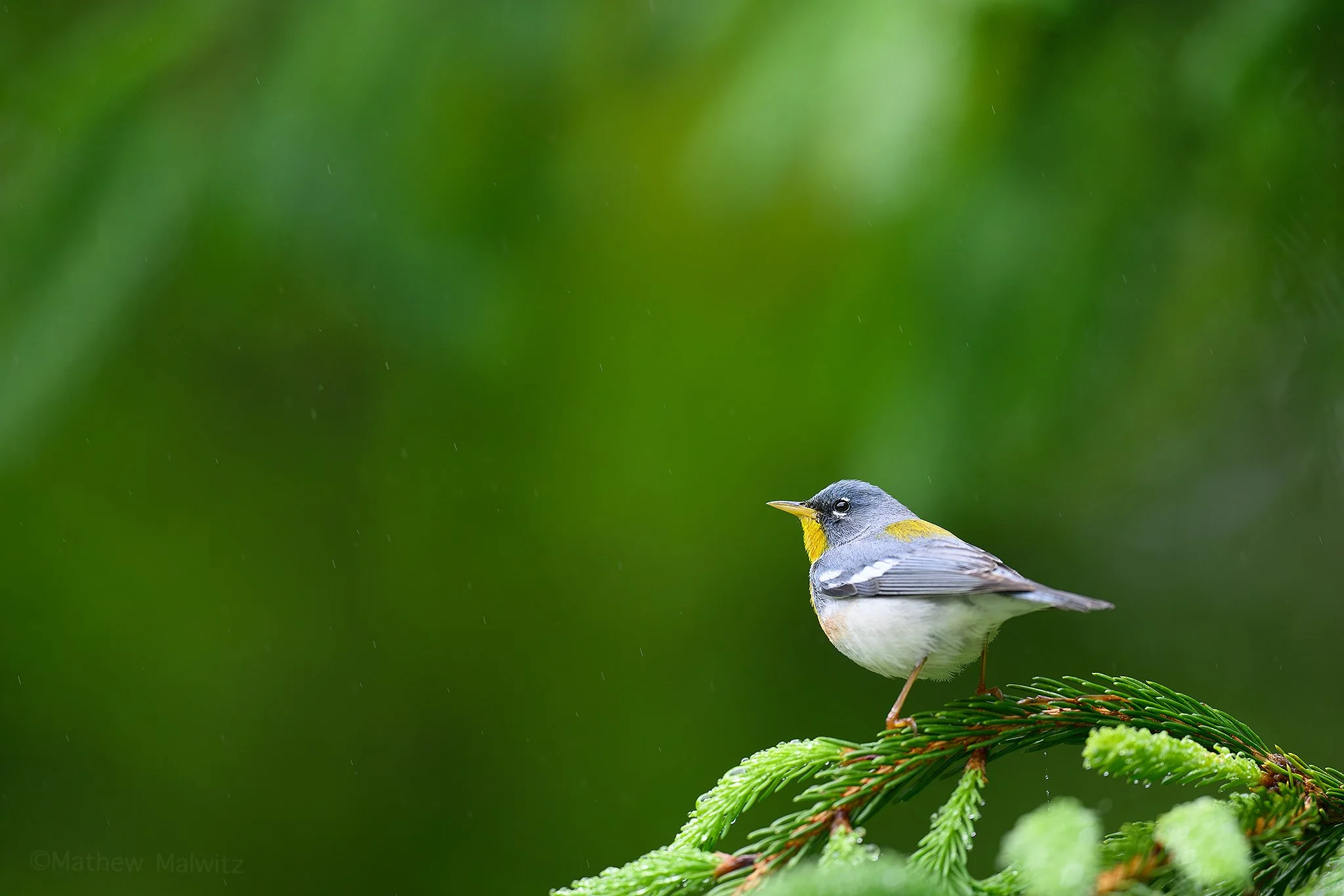 DSC_5949-Enhanced-NR-Edit copy.jpg