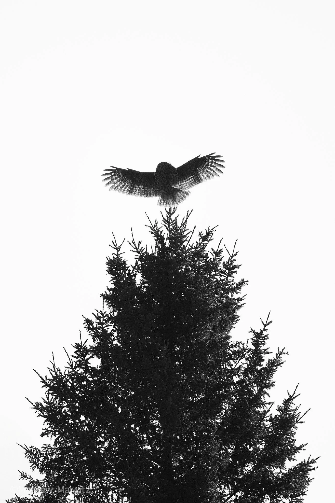 DSC_3539-Edit copy.jpg