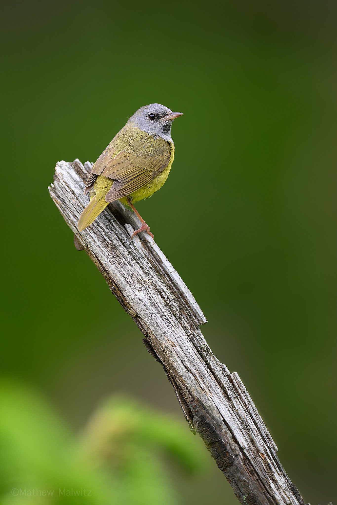 DSC_4981-Enhanced-NR-Edit copy.jpg