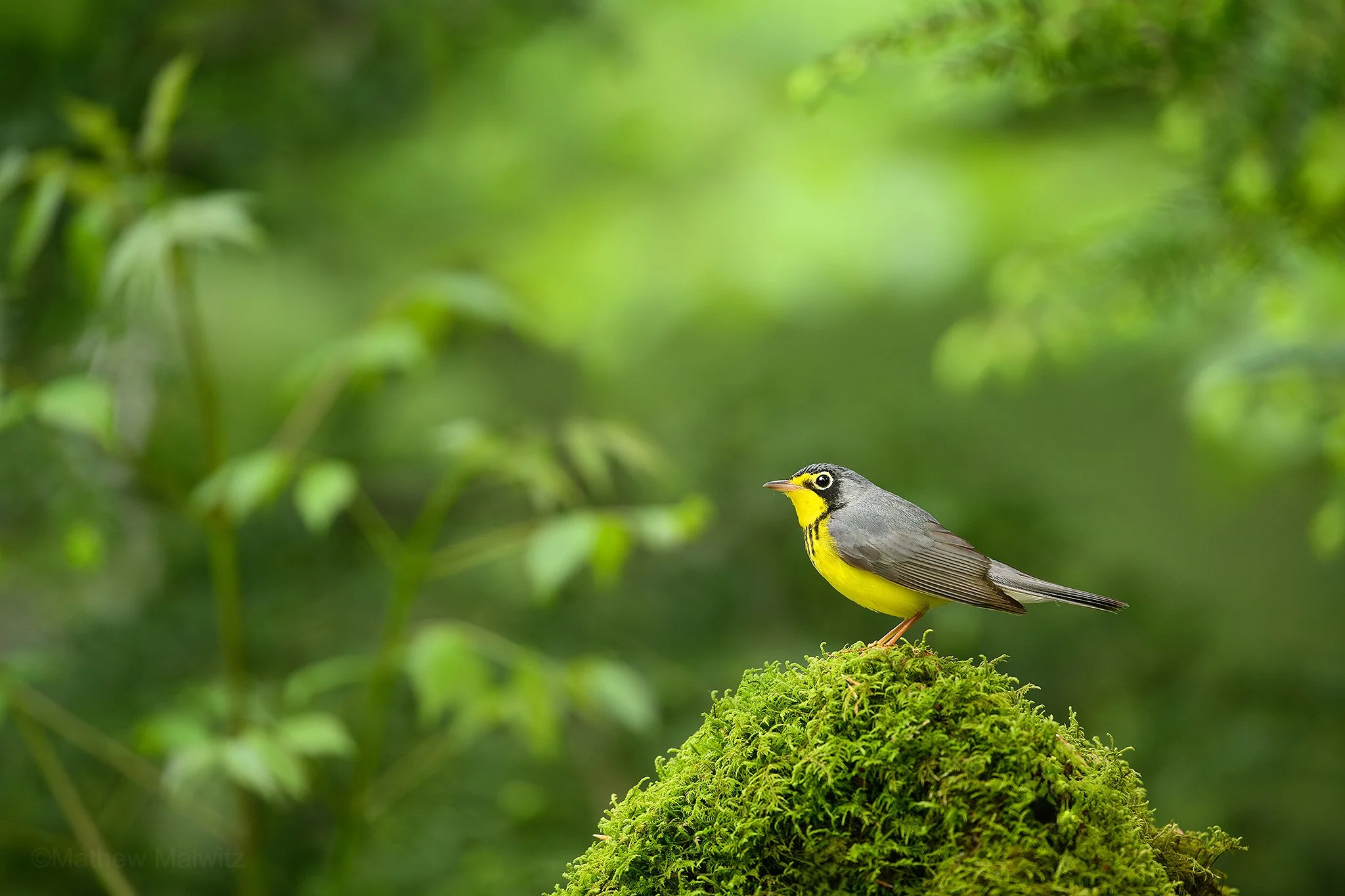 DSC_9305-Enhanced-NR-Edit copy.jpg