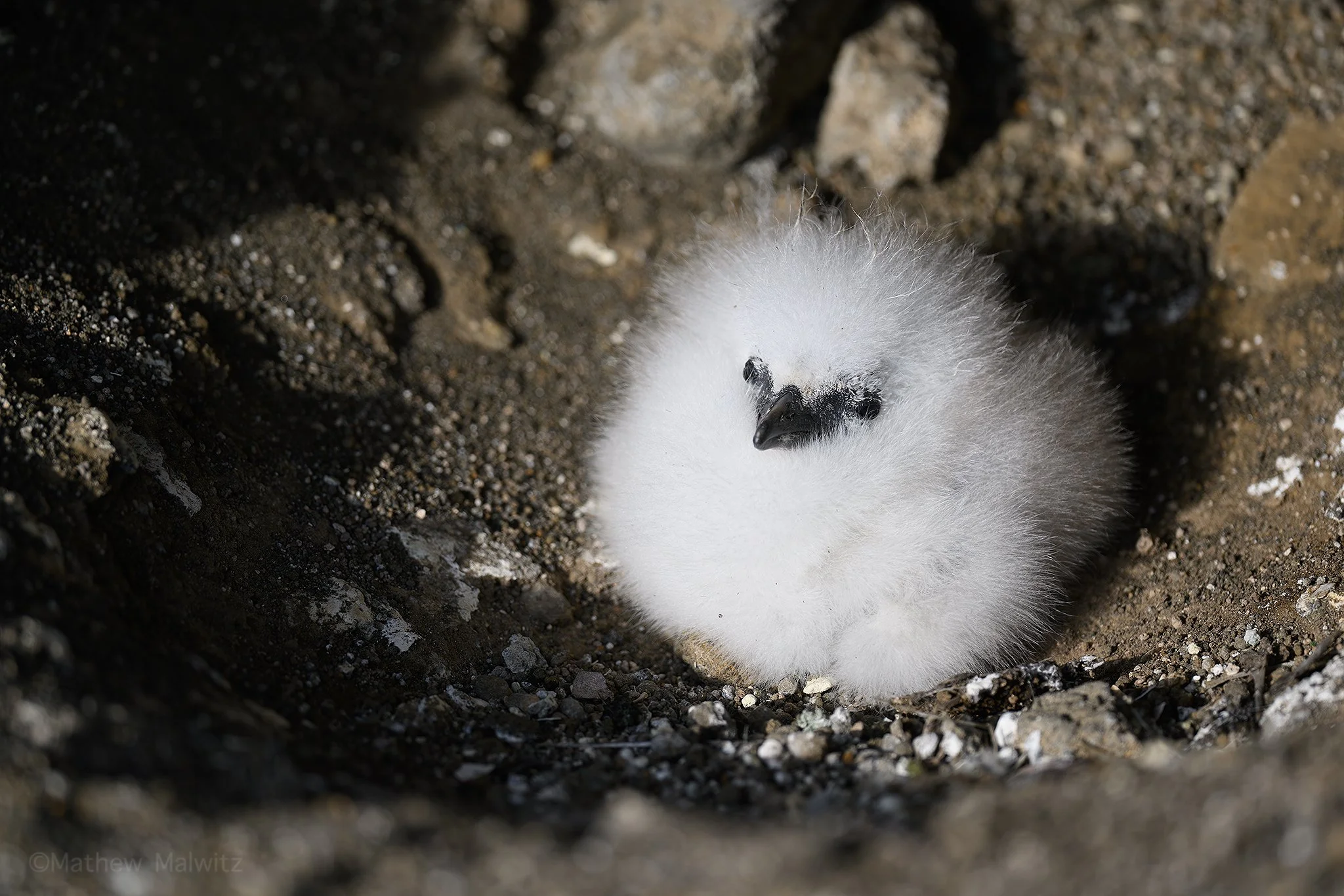 DSC_5421-Enhanced-NR-Edit copy.jpg