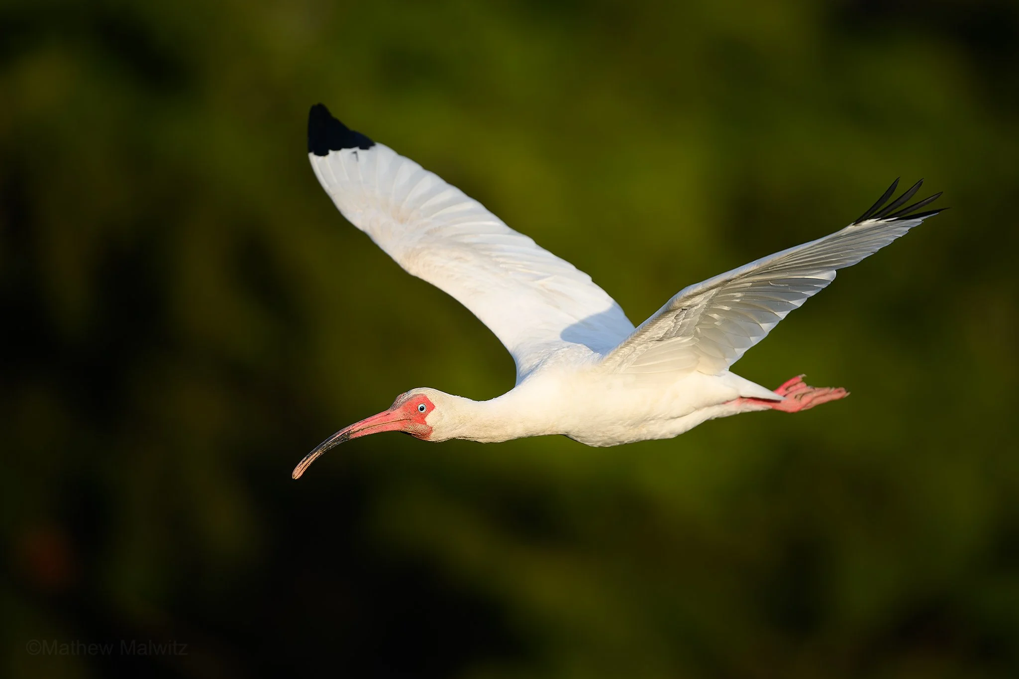 DSC_1320-Enhanced-NR-Edit copy.jpg