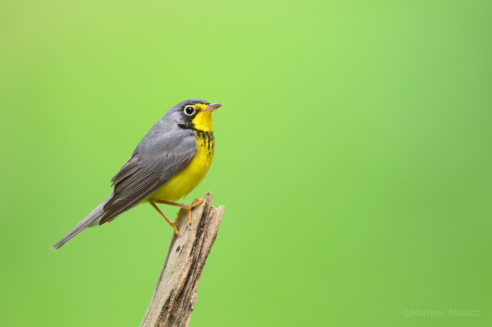 DSC_0398-Enhanced-NR-Edit copy.jpg