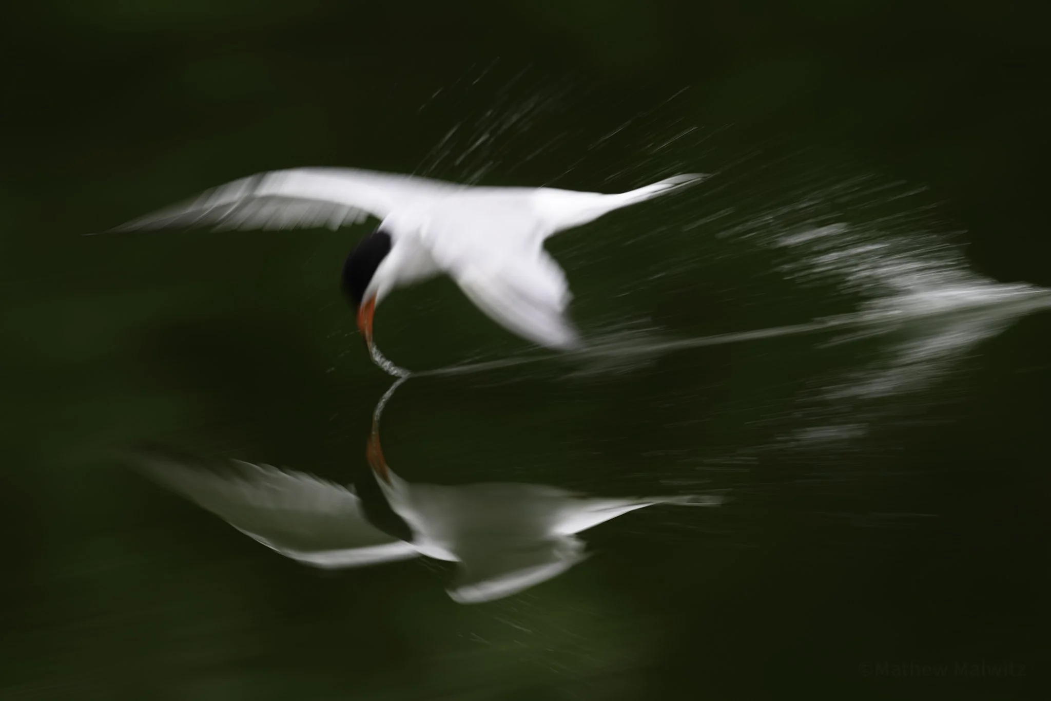 Common Tern blur copy.jpg
