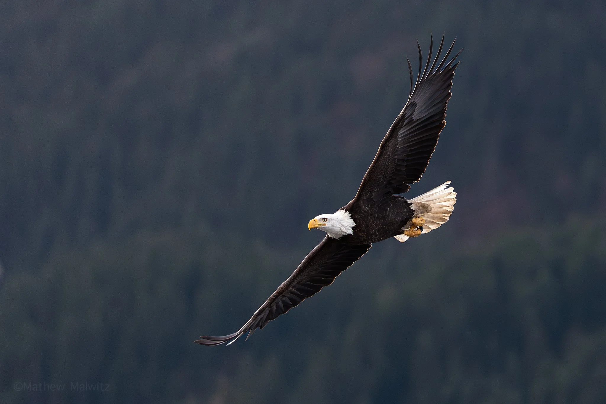 Bald Eagles of Kachemak Bay