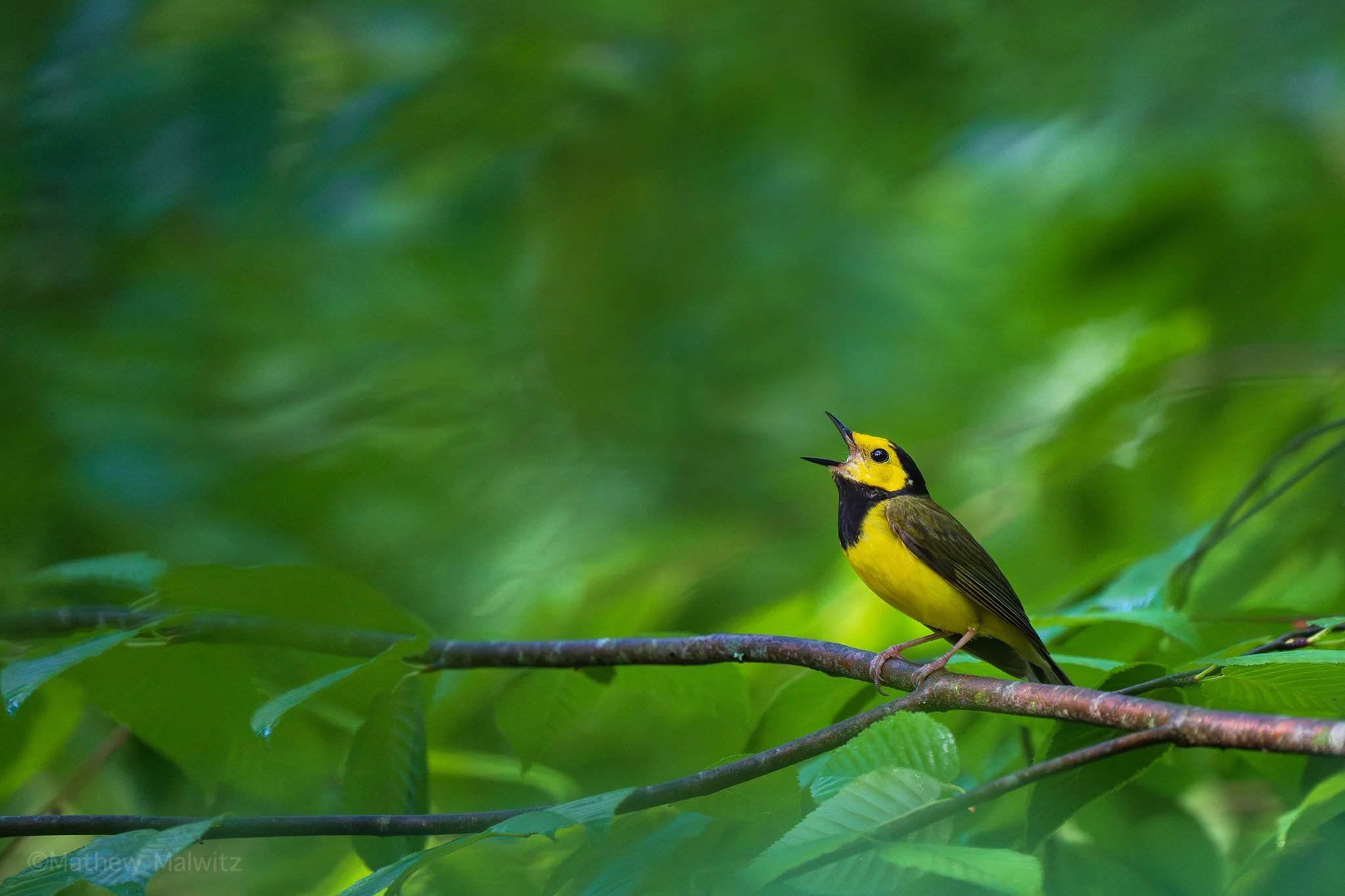Warblers of Spring 2026