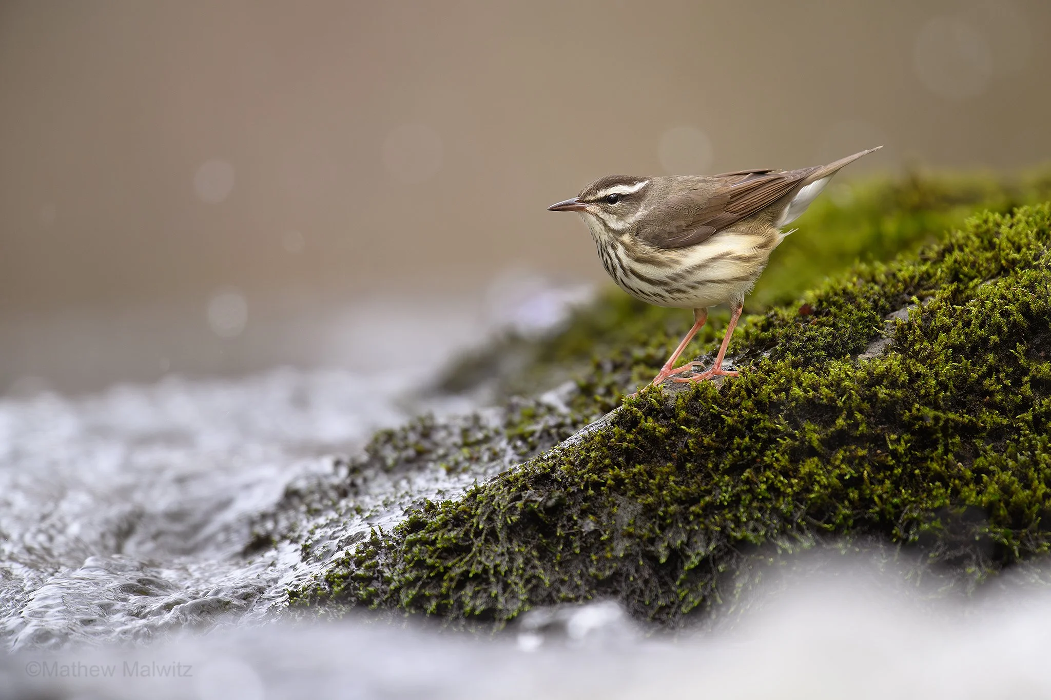 DSC_8290-Enhanced-NR-Edit copy.jpg