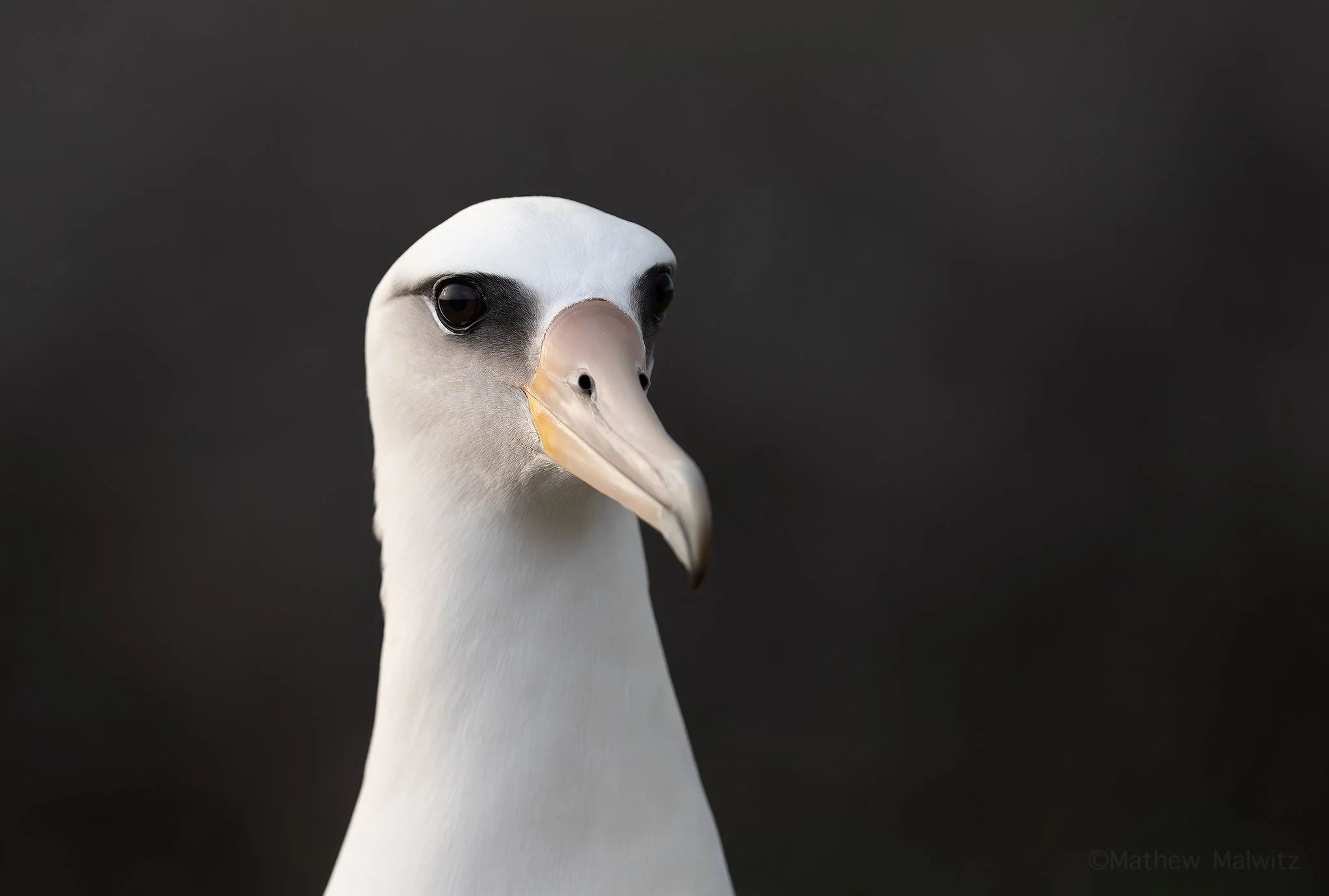 DSC_0340-Enhanced-NR-Edit copy.jpg