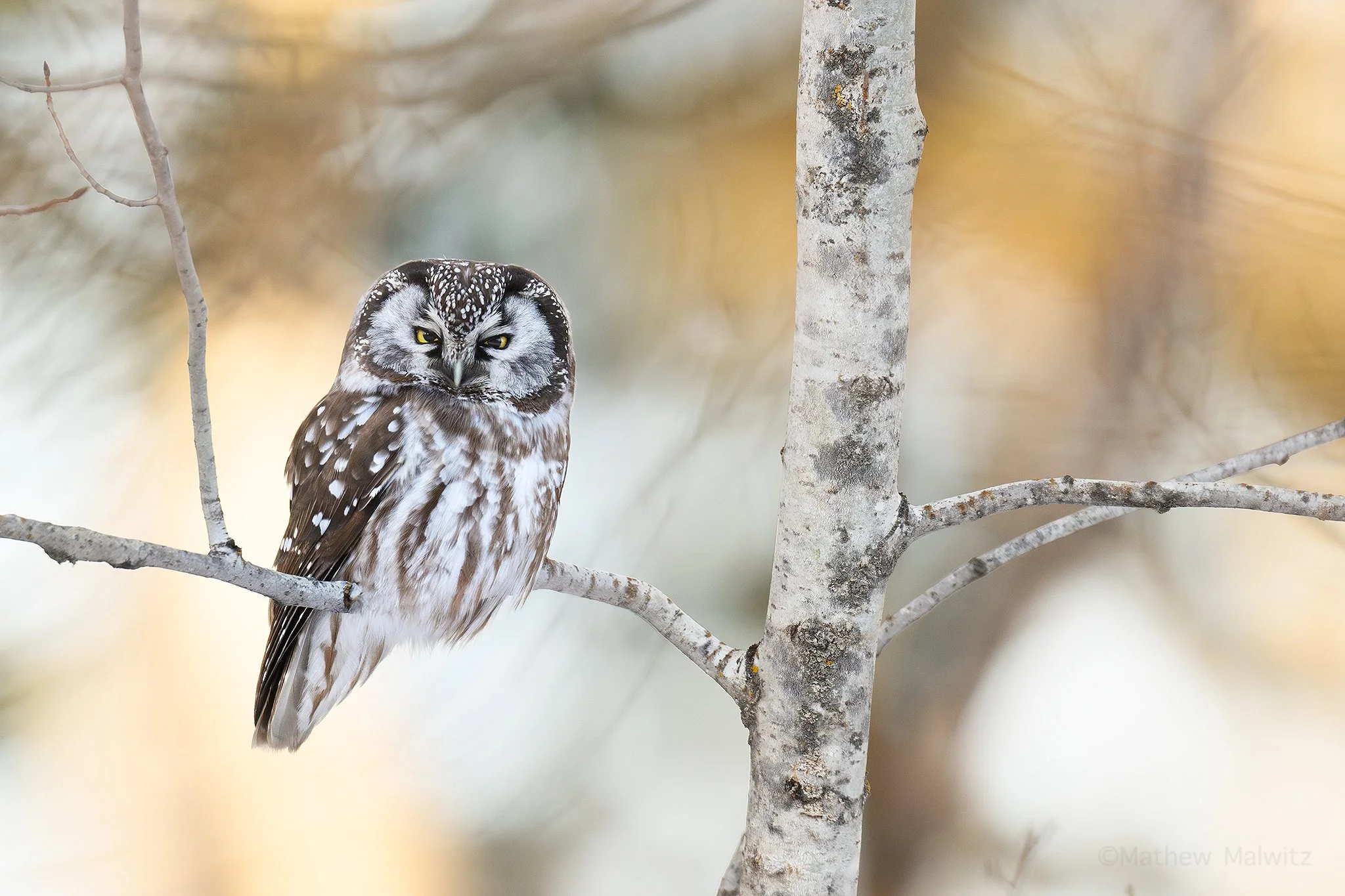 DSC_8667-Enhanced-NR-Edit copy.jpg