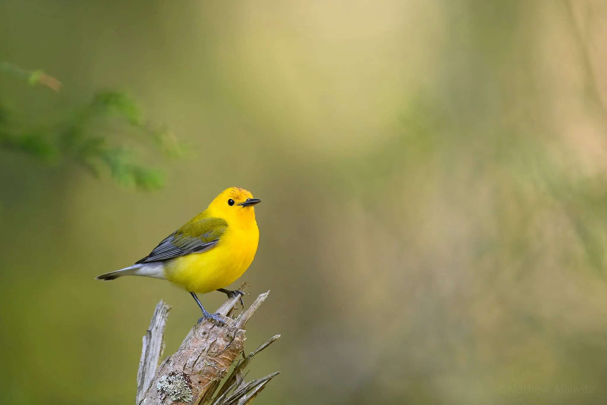 DZ9_3995-Edit-Edit copy.jpg