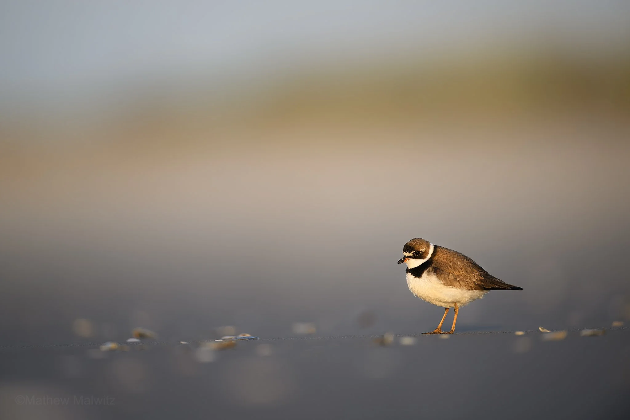 DZ9_8526-Enhanced-NR copy.jpg