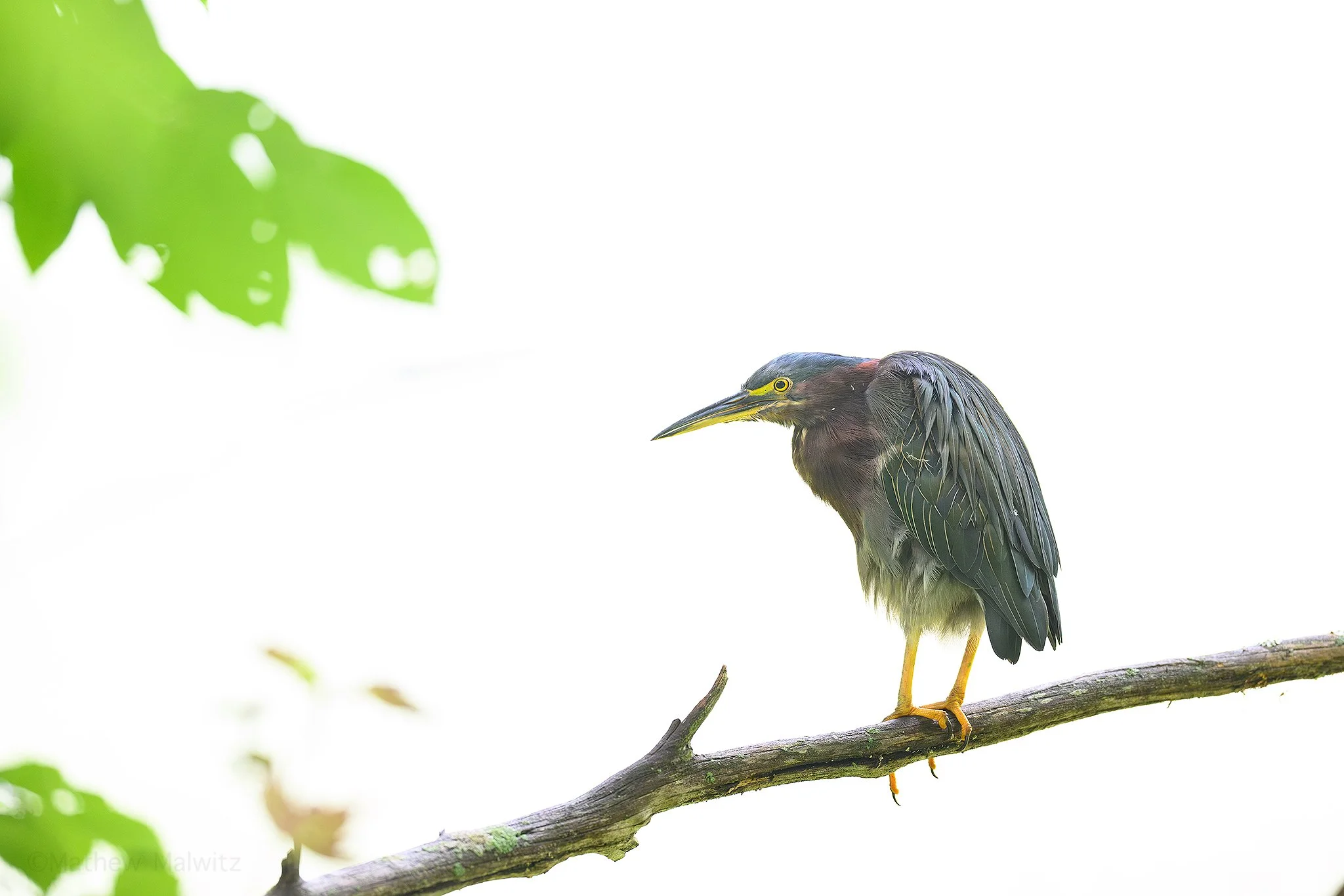 DSC_9992-Enhanced-NR-Edit copy.jpg