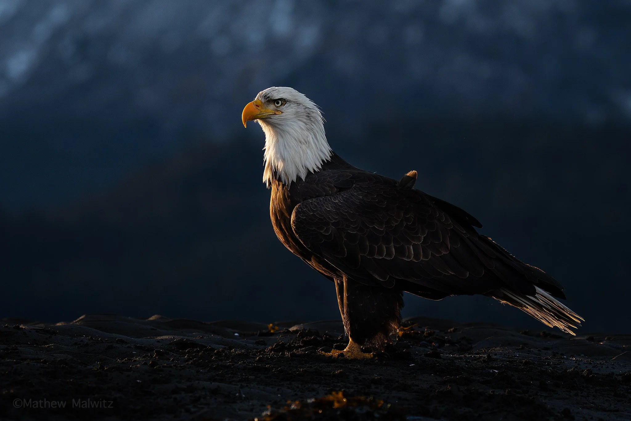 DSC08202-Edit copy.jpg