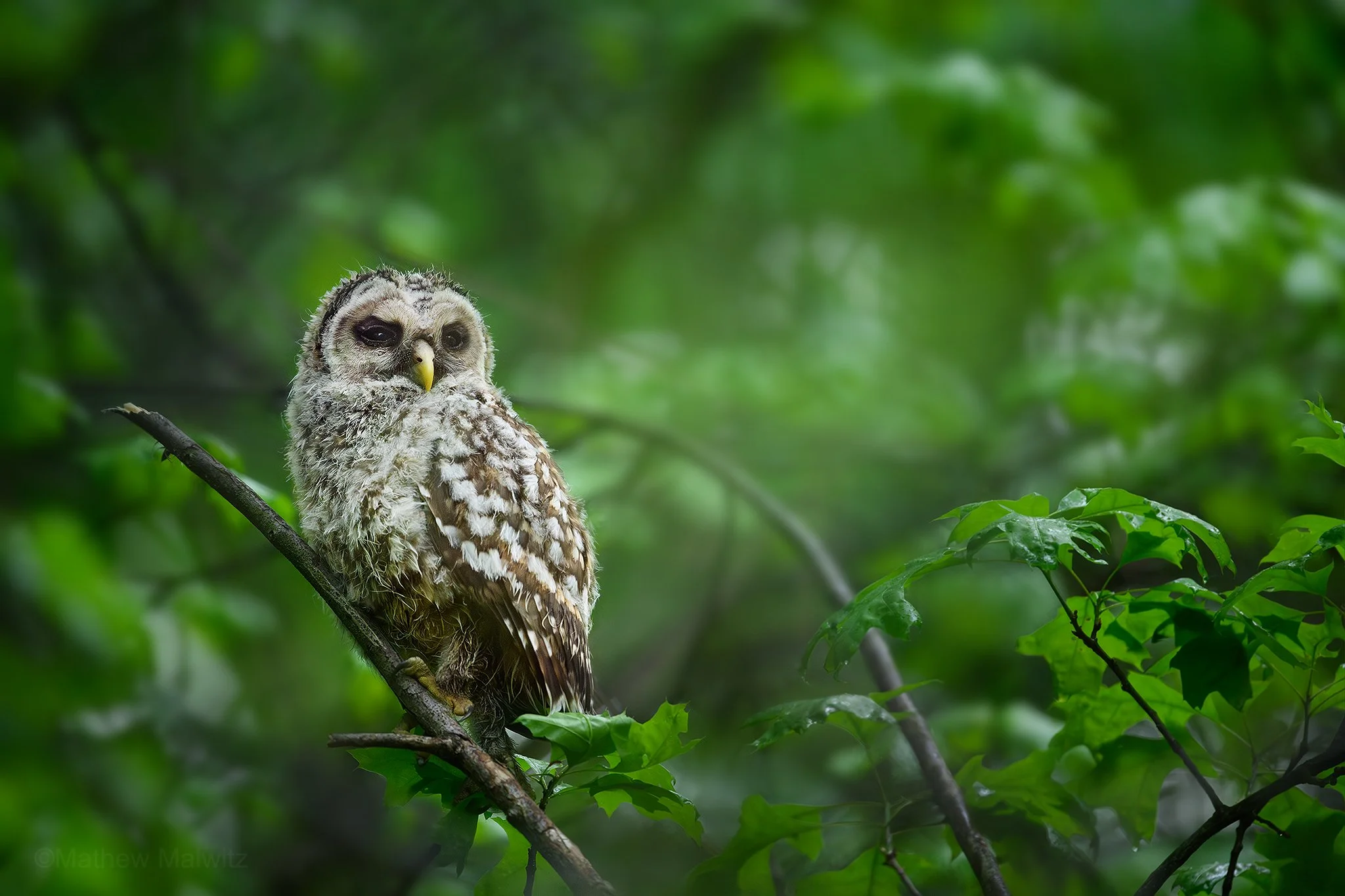 DSC_3655-Enhanced-NR-Edit copy.jpg