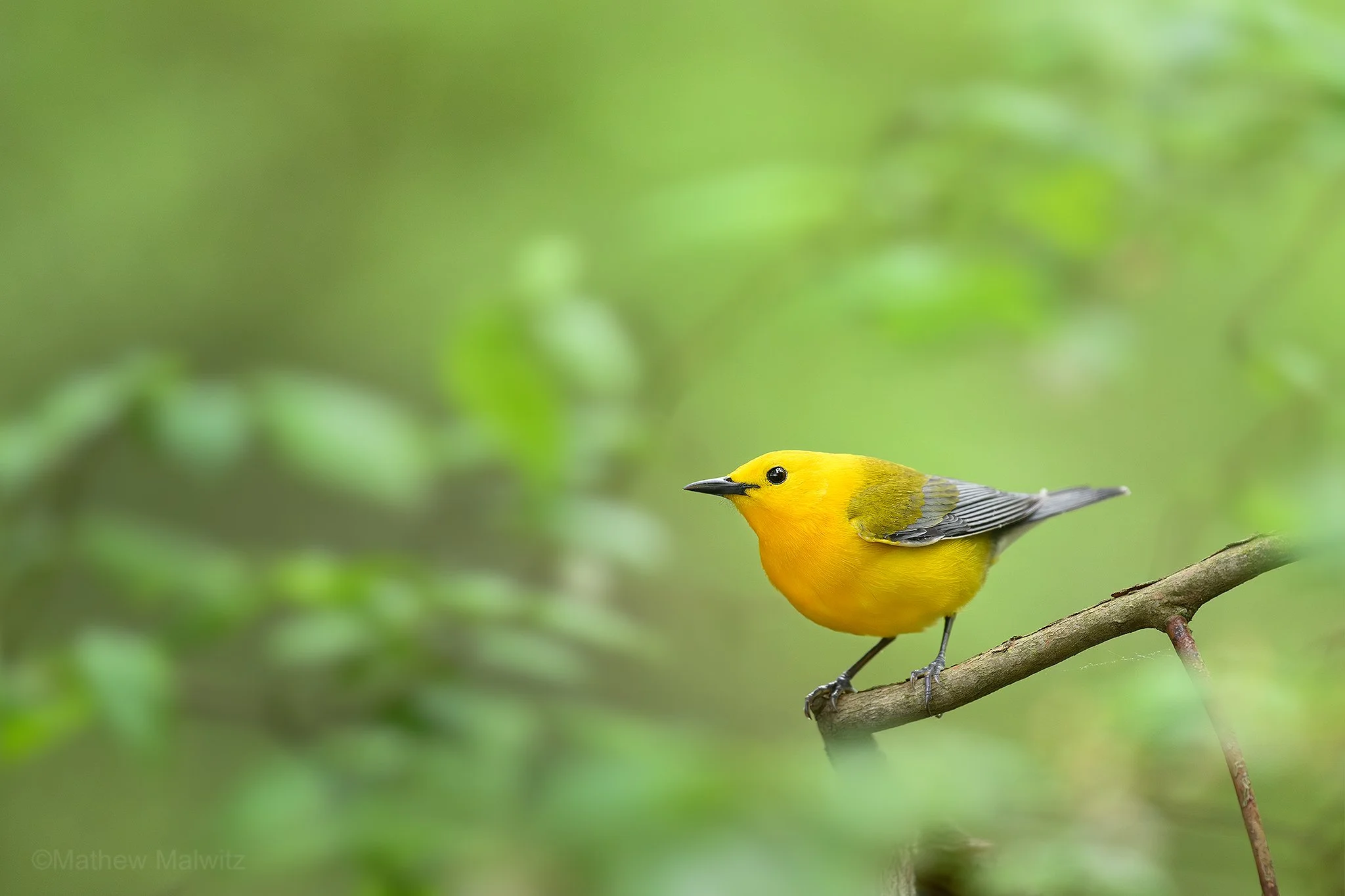 DSC_9434-Enhanced-NR-Edit copy.jpg