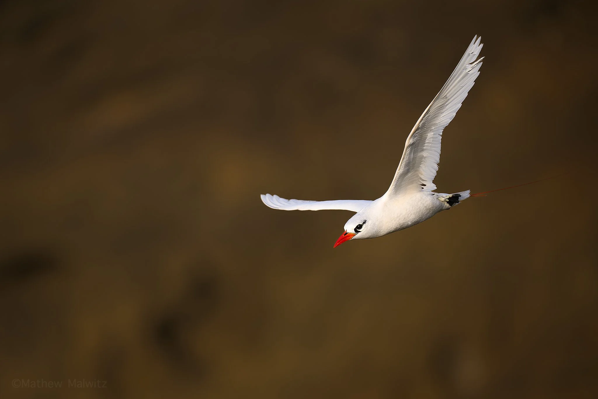 DSC_3951-Enhanced-NR-Edit copy.jpg