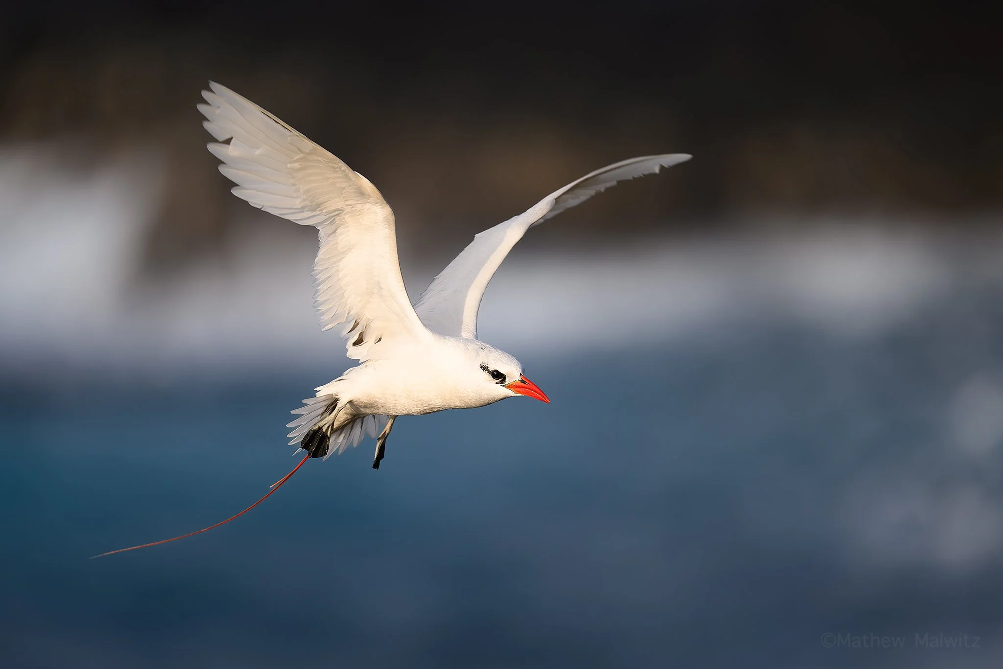 DSC_4296-Enhanced-NR-Edit copy.jpg