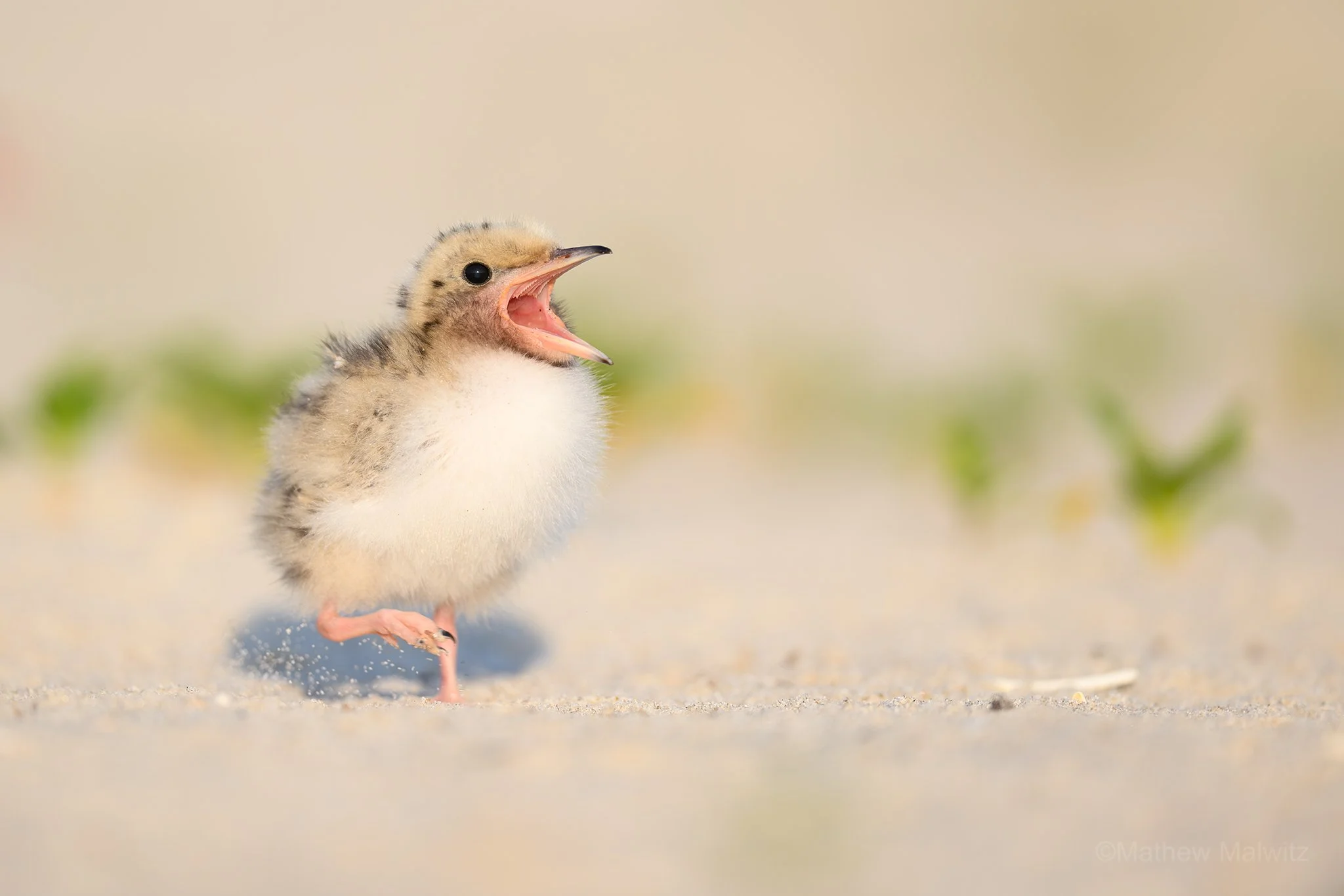 DSC_8497-Enhanced-NR-Edit copy.jpg