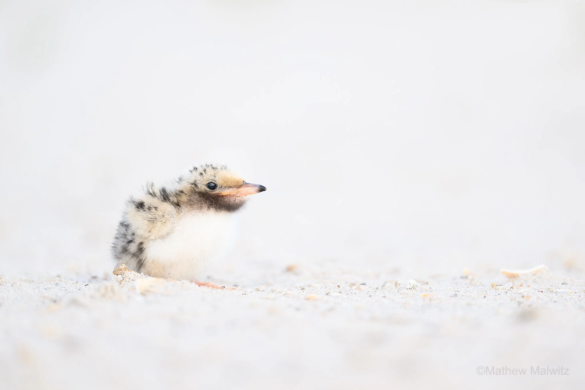 DSC_8528-Enhanced-NR-Edit copy.jpg