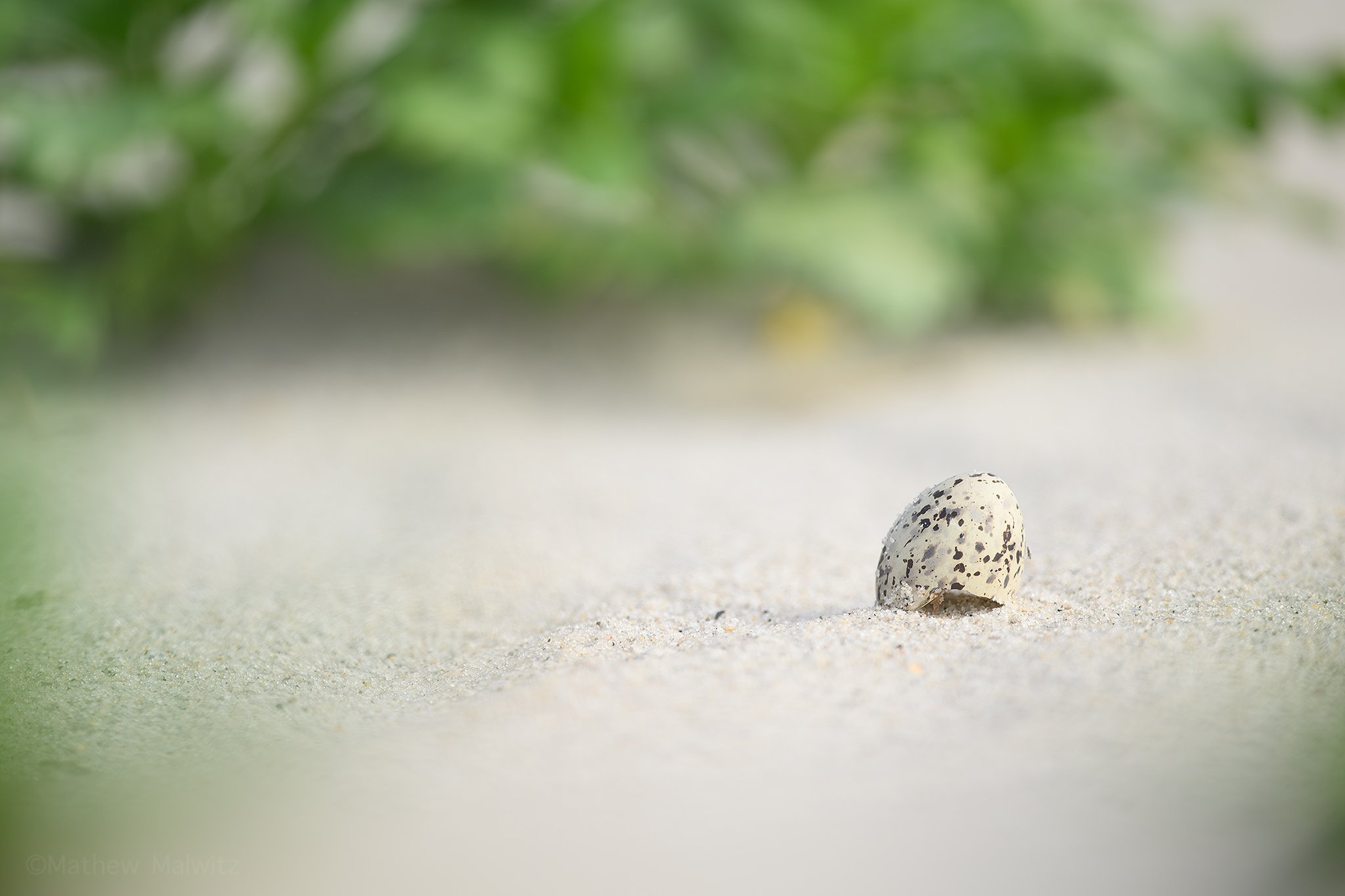 DZ9_5007-Edit copy.jpg