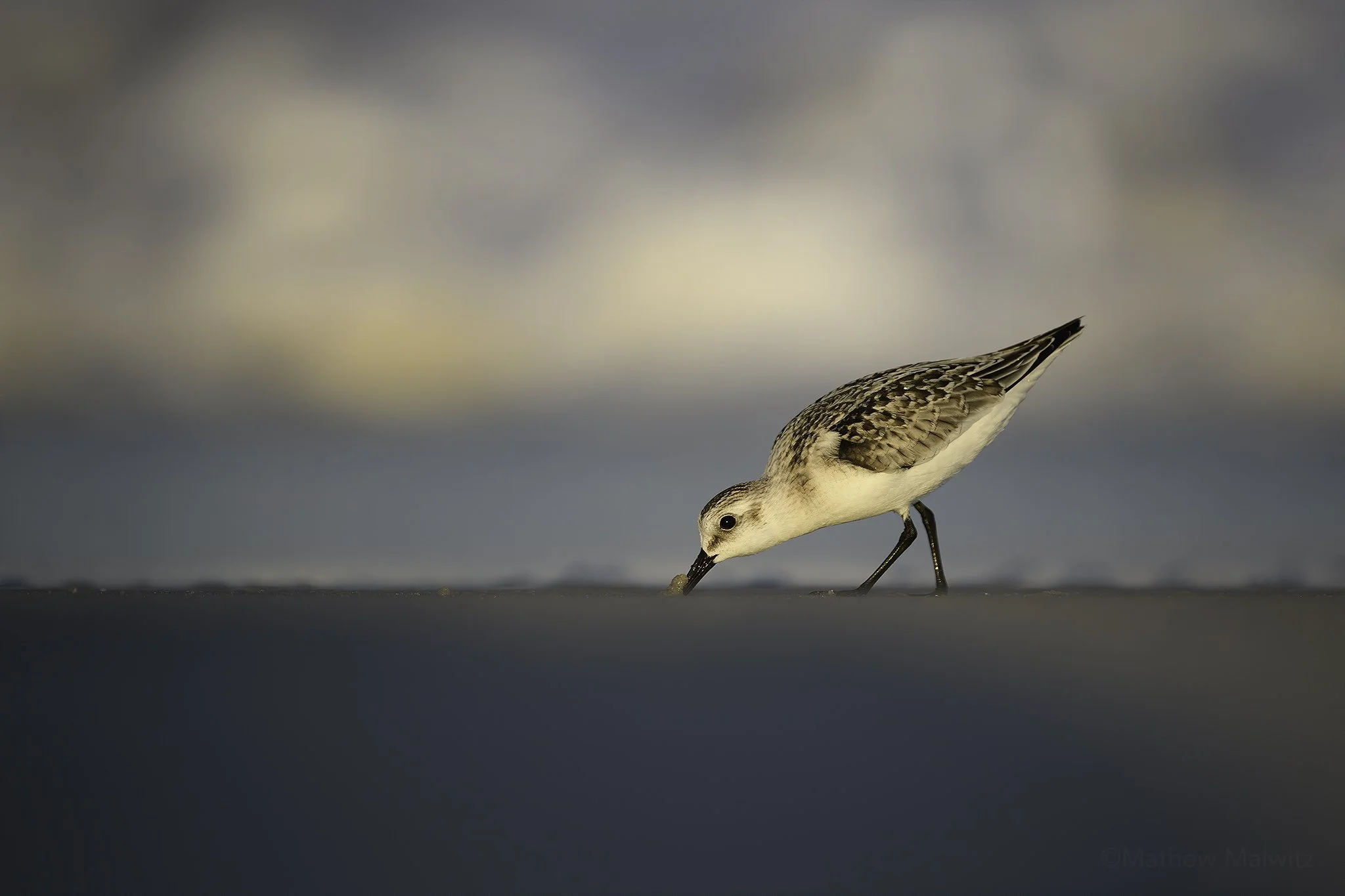 Semipalmated Sandpiper Piping.jpg
