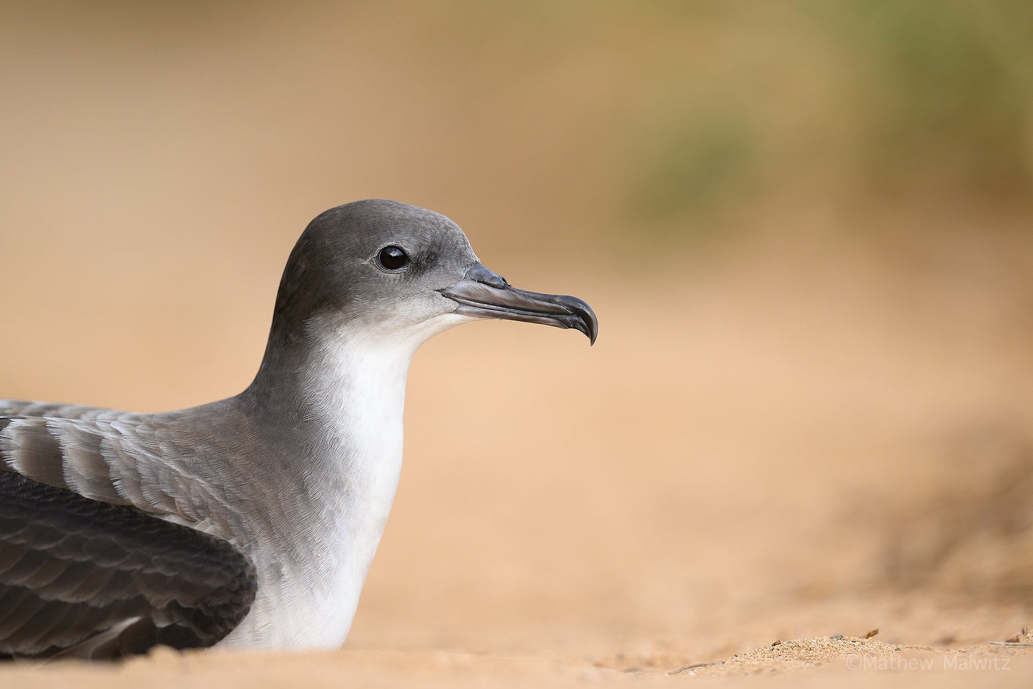 DSC_0828-Enhanced-NR-Edit copy.jpg